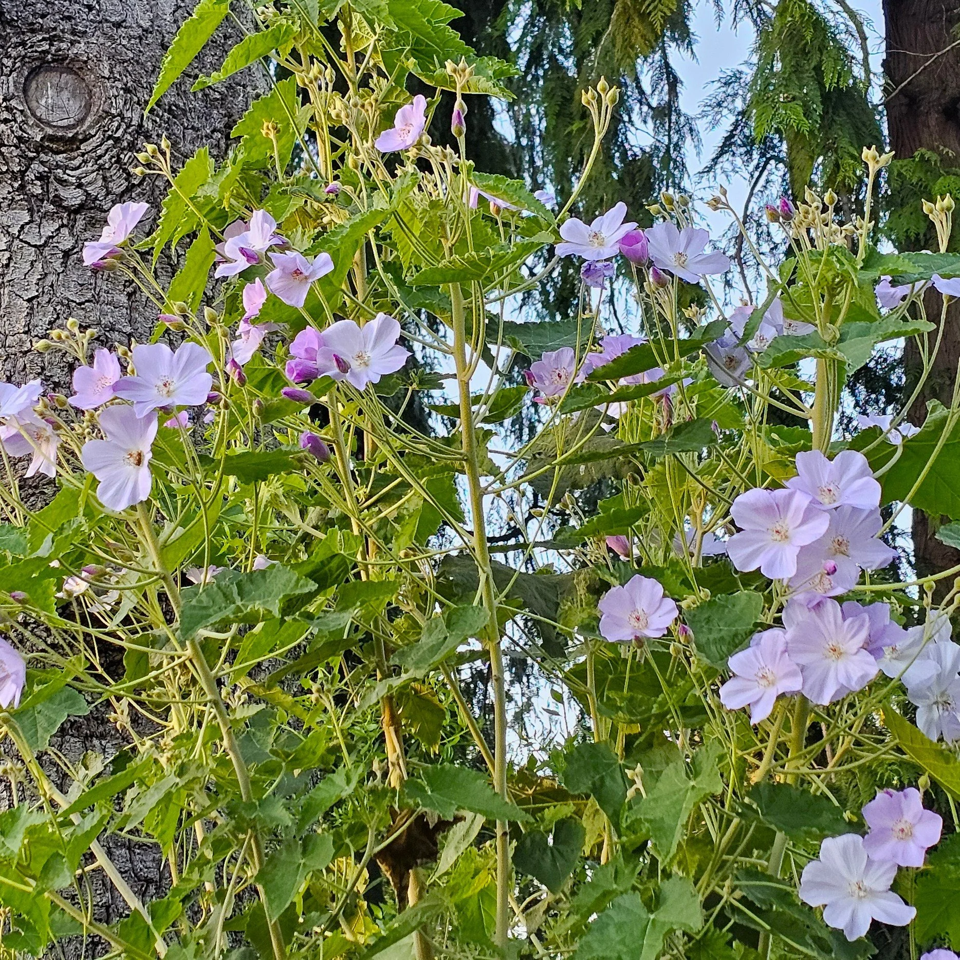 Chilean Tree Mallow.jpg