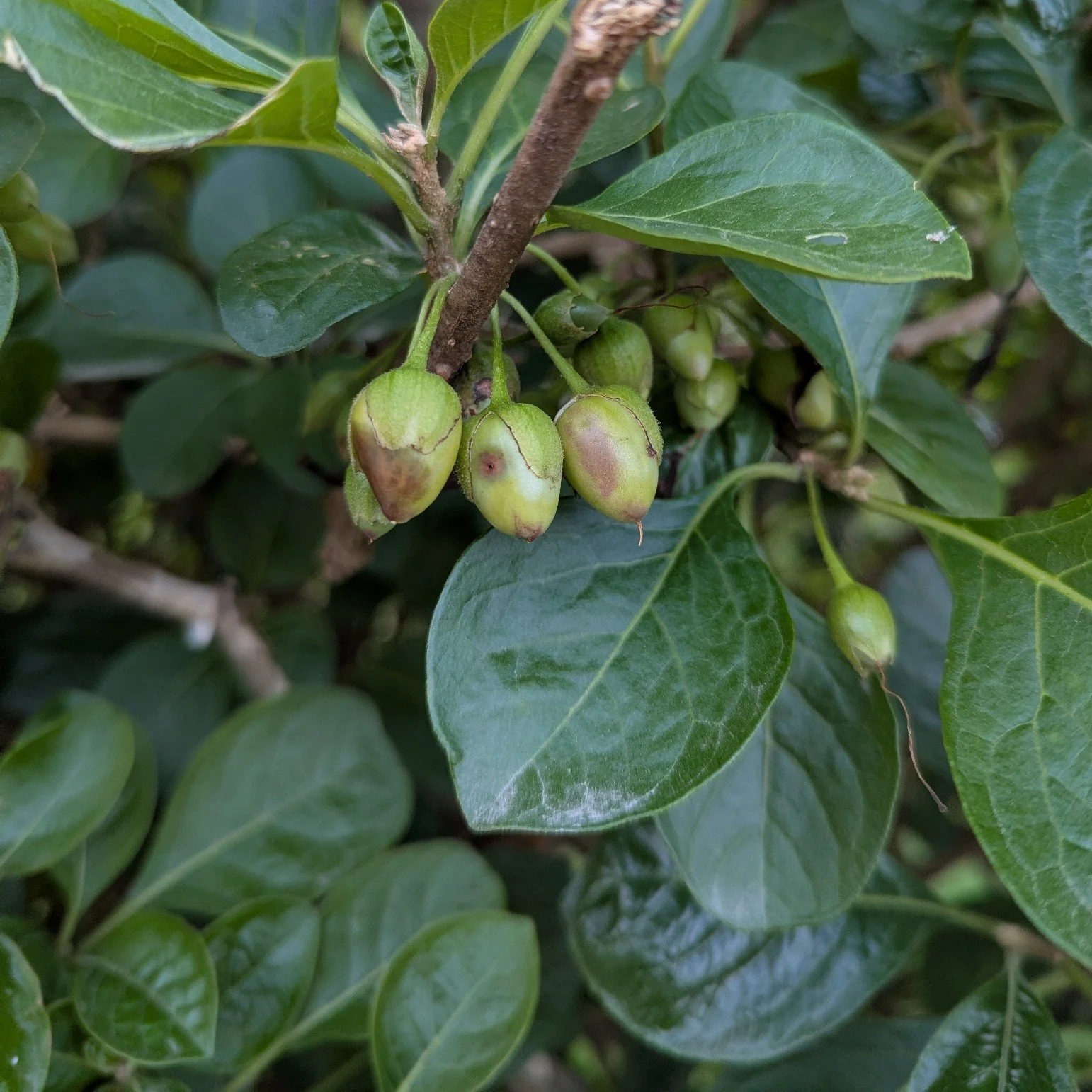 Red Iochroma foliage.jpg
