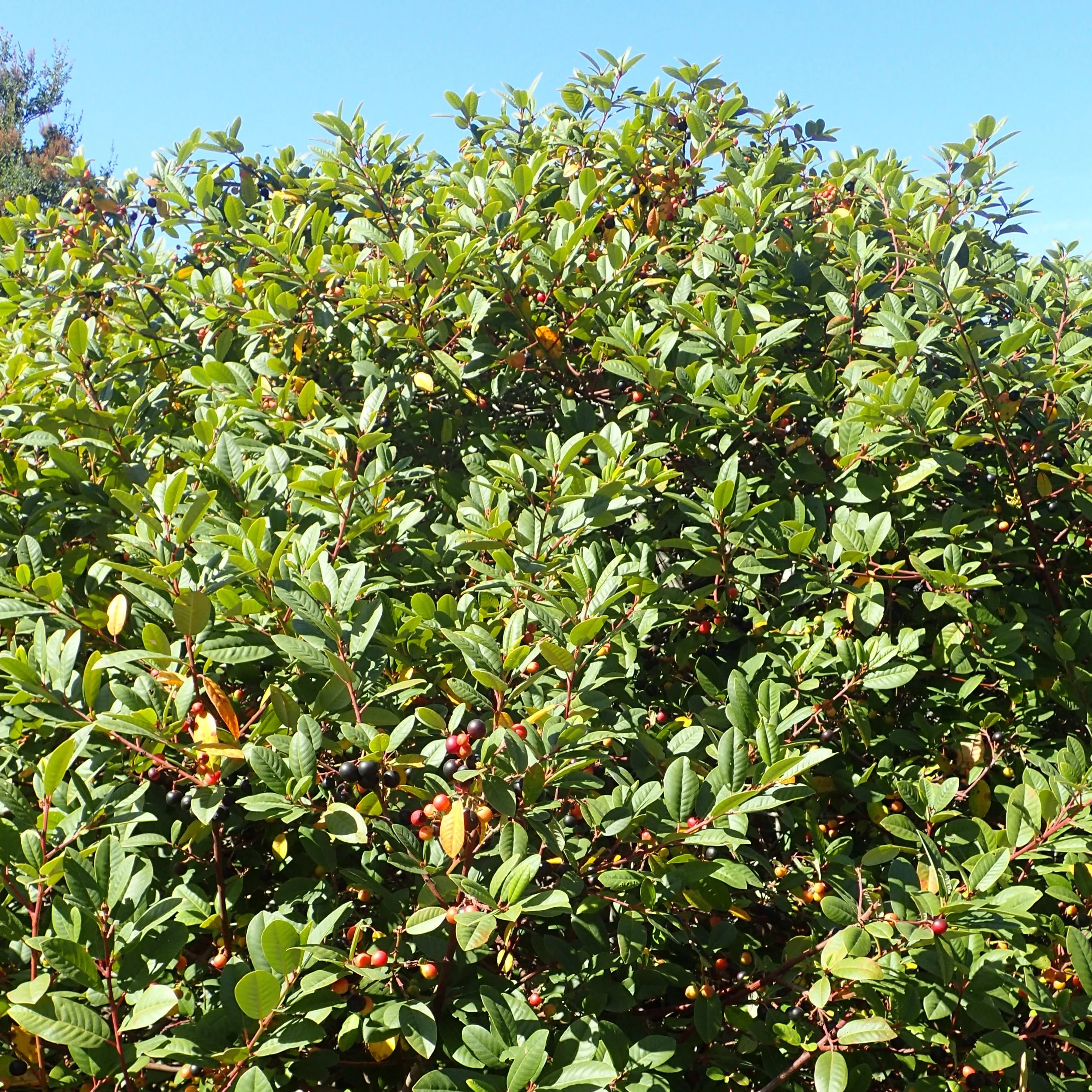 California Coffeeberry.jpg