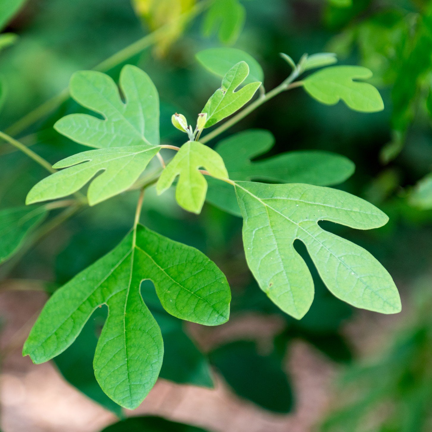 Sassafras Leaves.jpeg