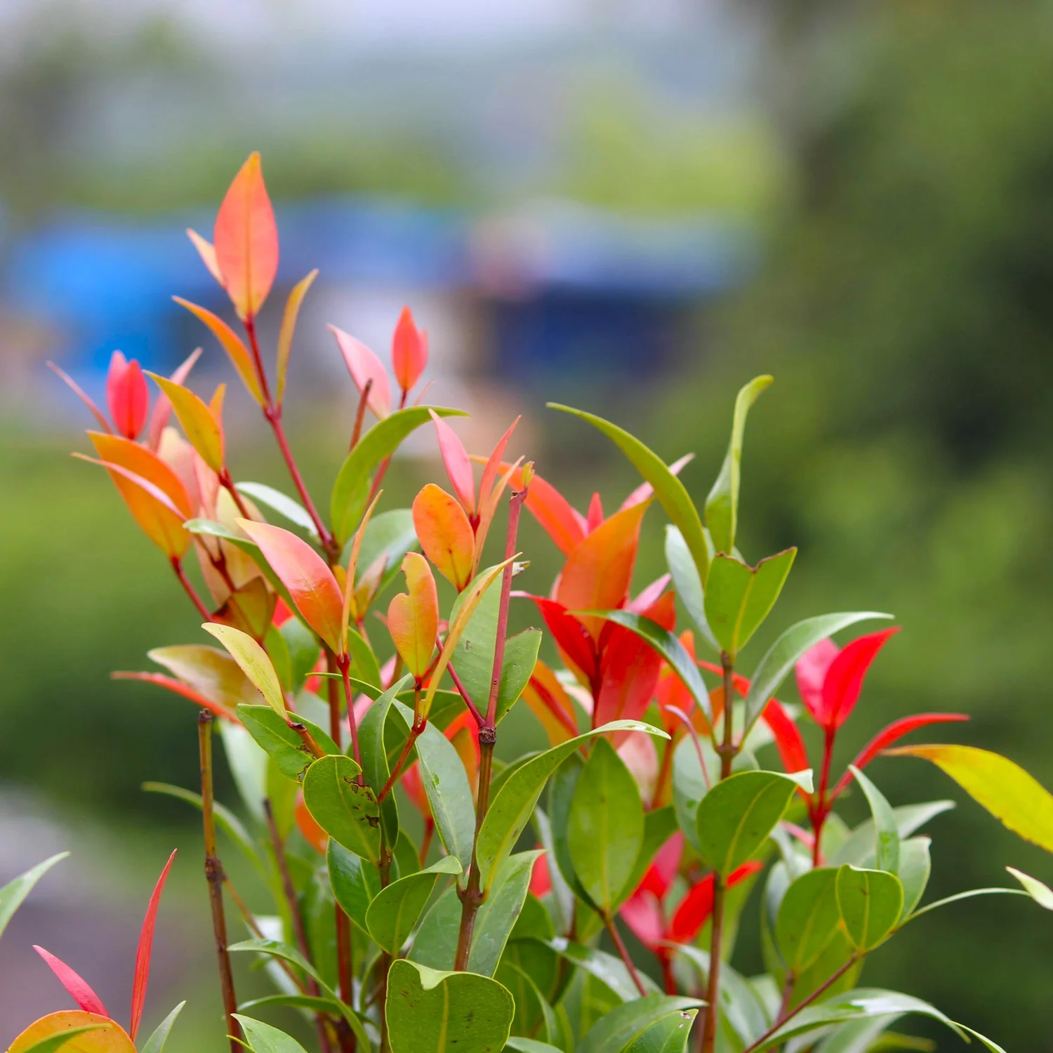 Creek Lilly Pilly  Wanderlust Nursery