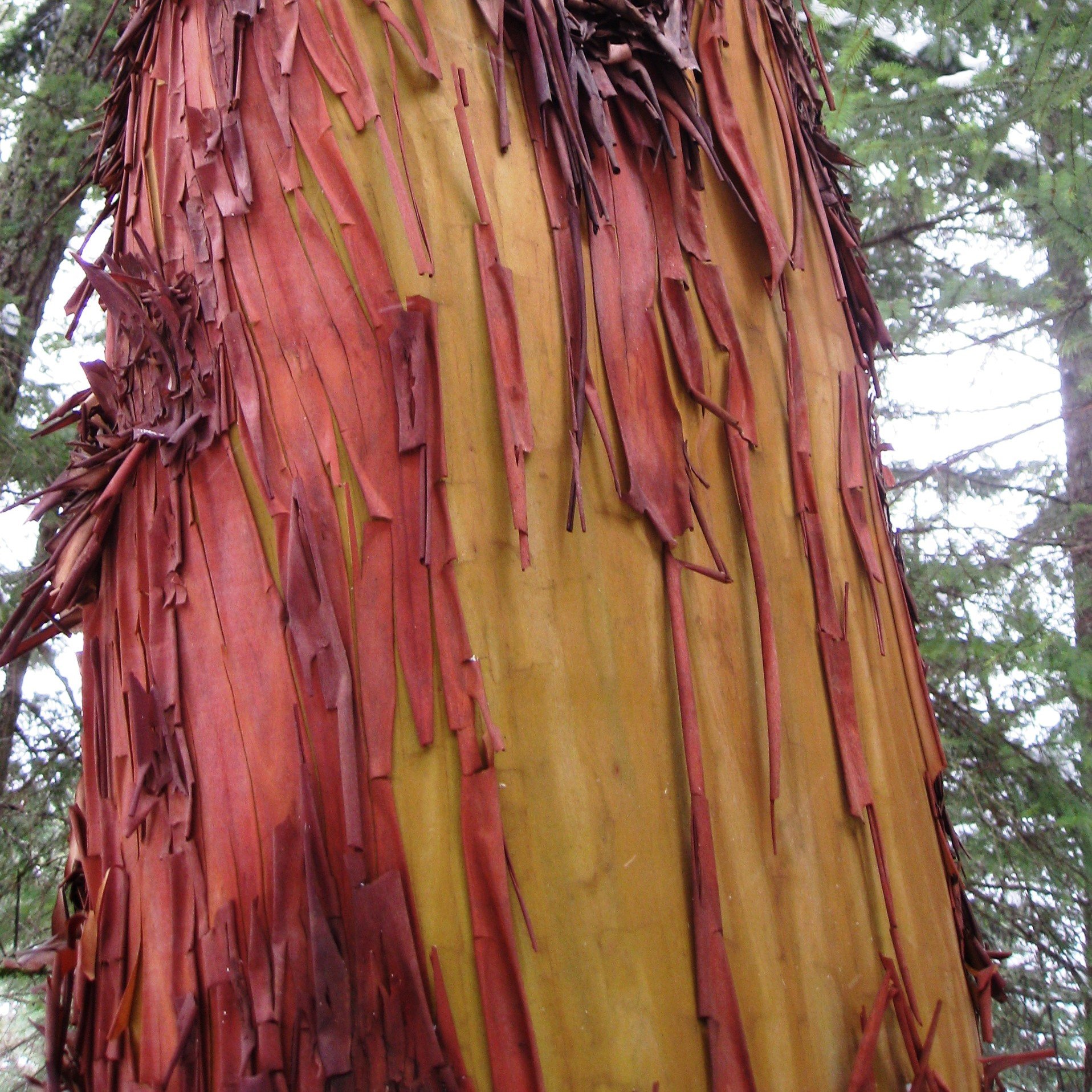 Pacific Madrone Trunk.jpg