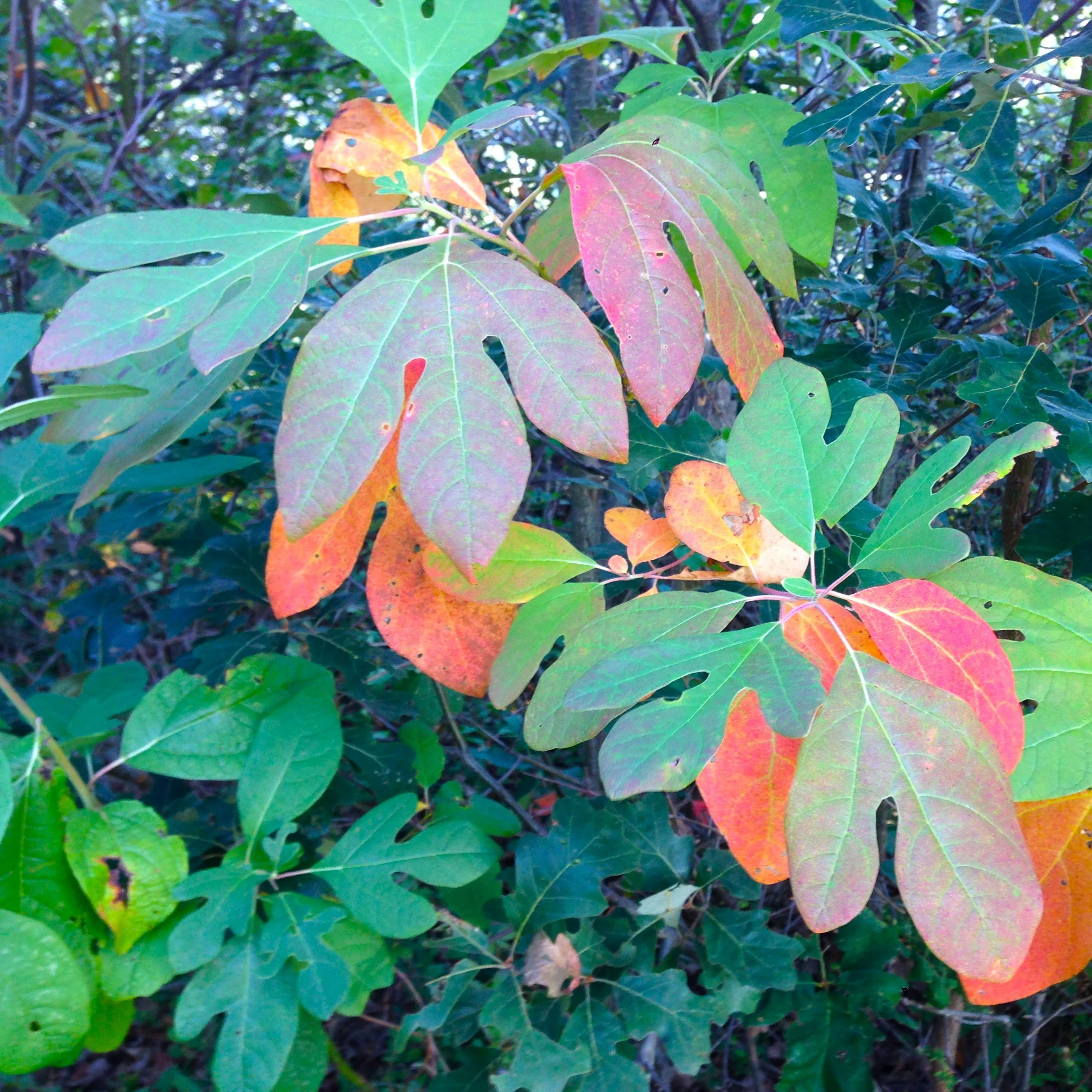 Sassafras albidum foliage.jpg