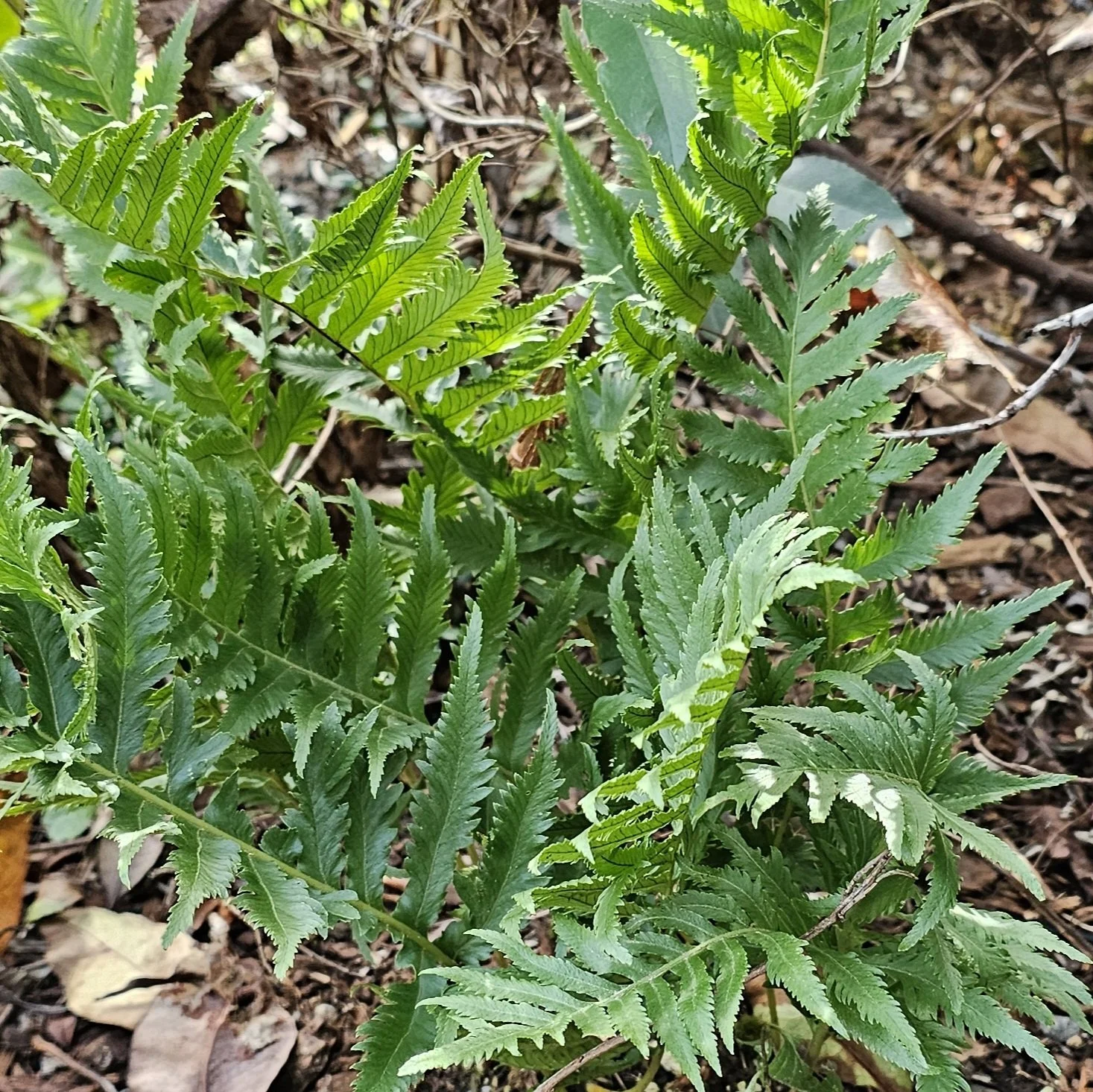 Sarah Lyman California Polypody.jpg