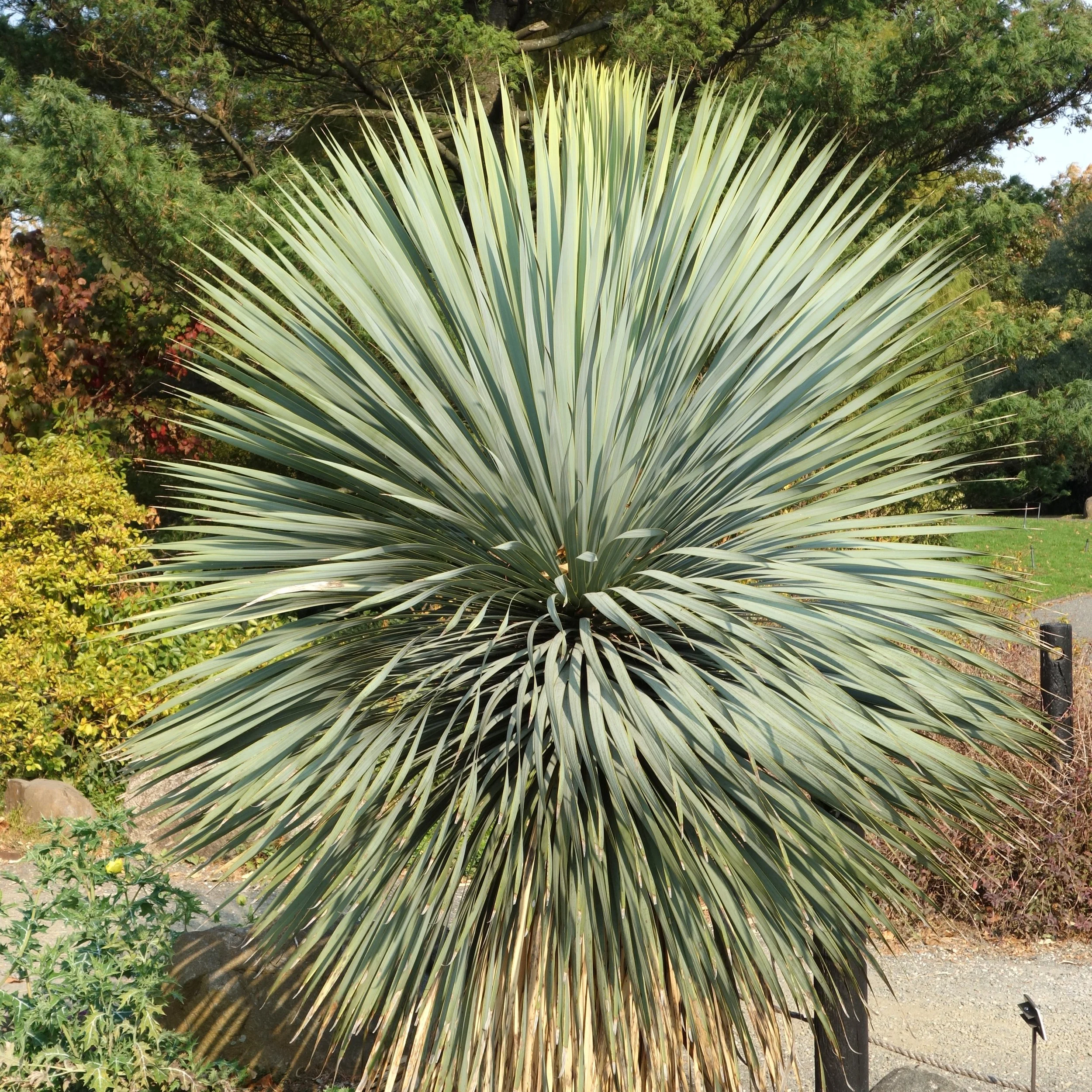 Yucca rostrata foliage.jpg