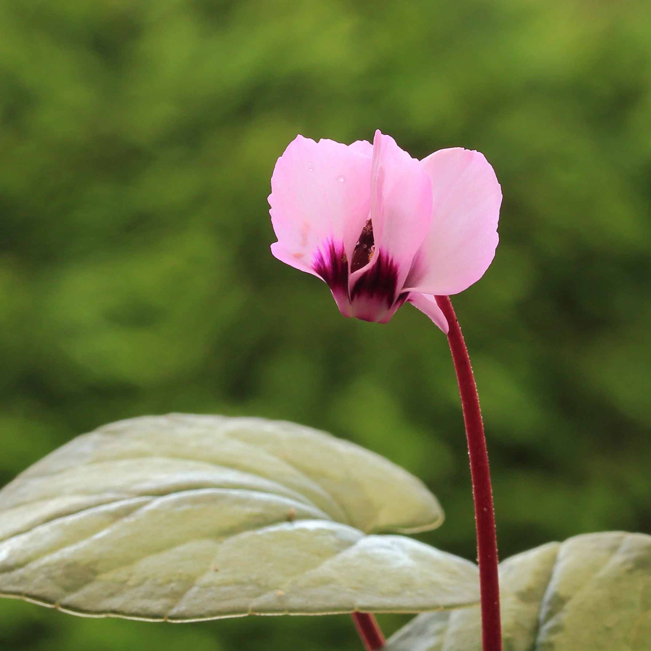 Hardy Cyclamen Flower.jpg