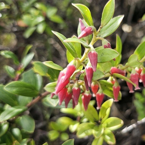 Java Mountain Lingonberry Flower.jpeg
