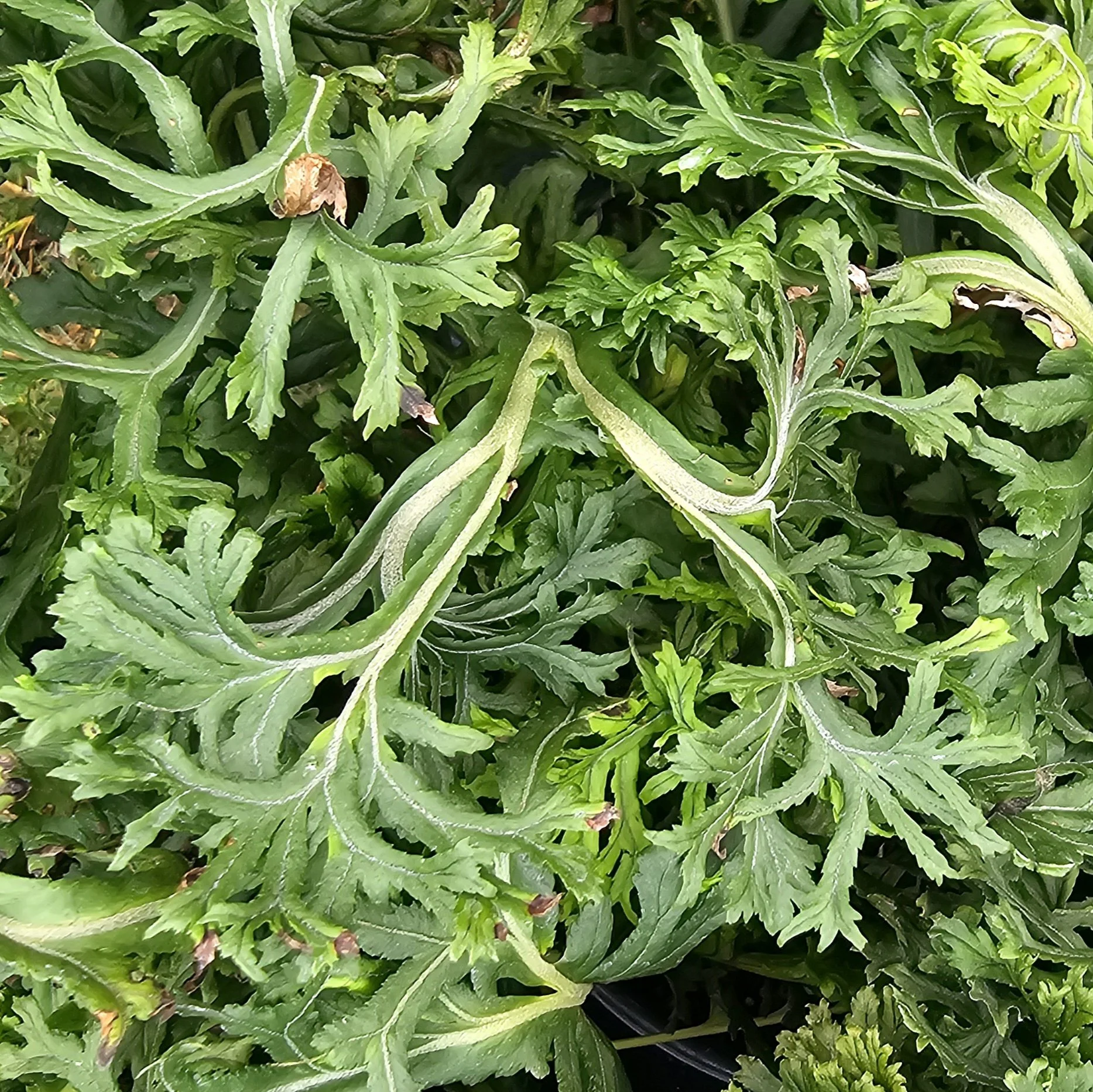 Polypodium glycyrrhiza 'Grandiceps'.jpg