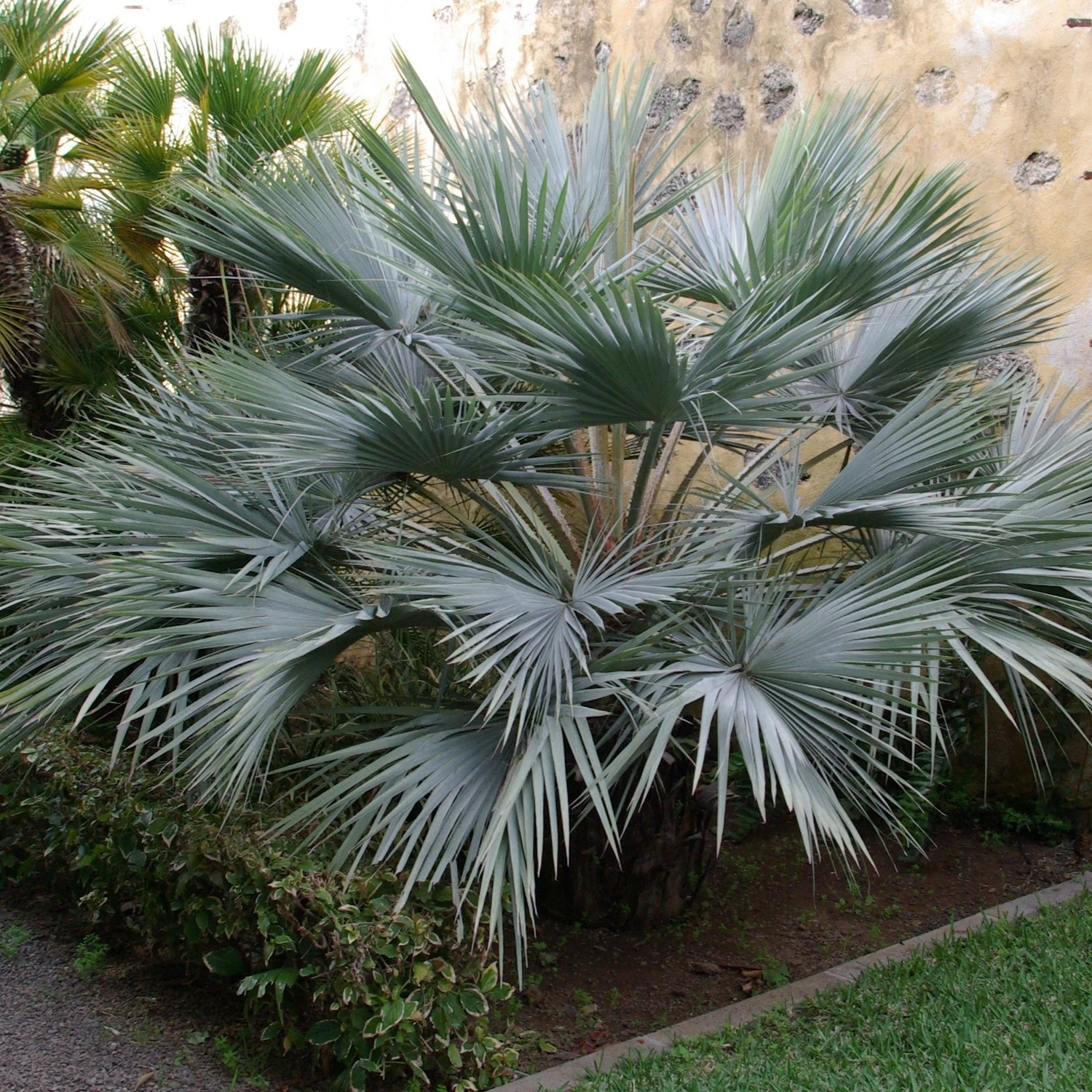 sansevieria golden flame Dracaena Sanseveria Golden Flame Rosette' (Snake plant)  OrchidsEtc