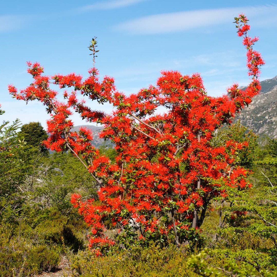 Chilean Firebush Shrub.jpg