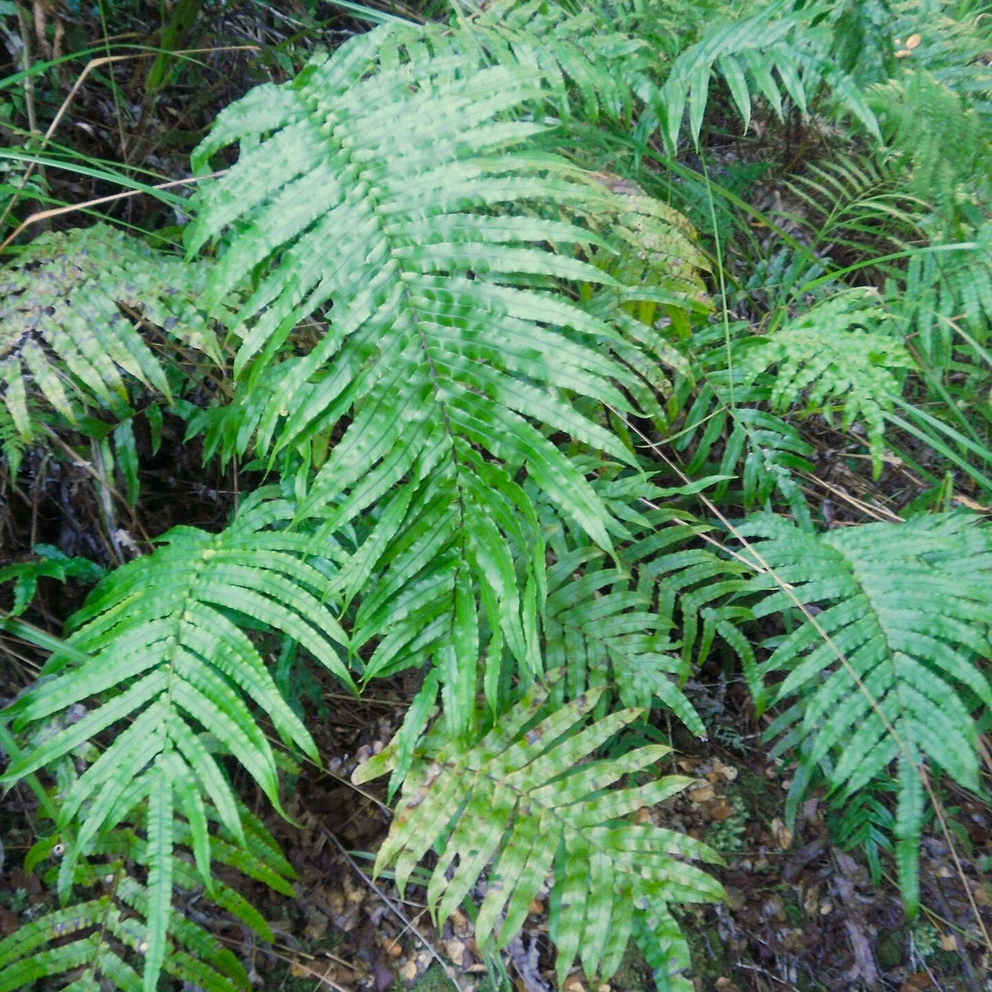 Blechnum novae-zelandiae.JPG