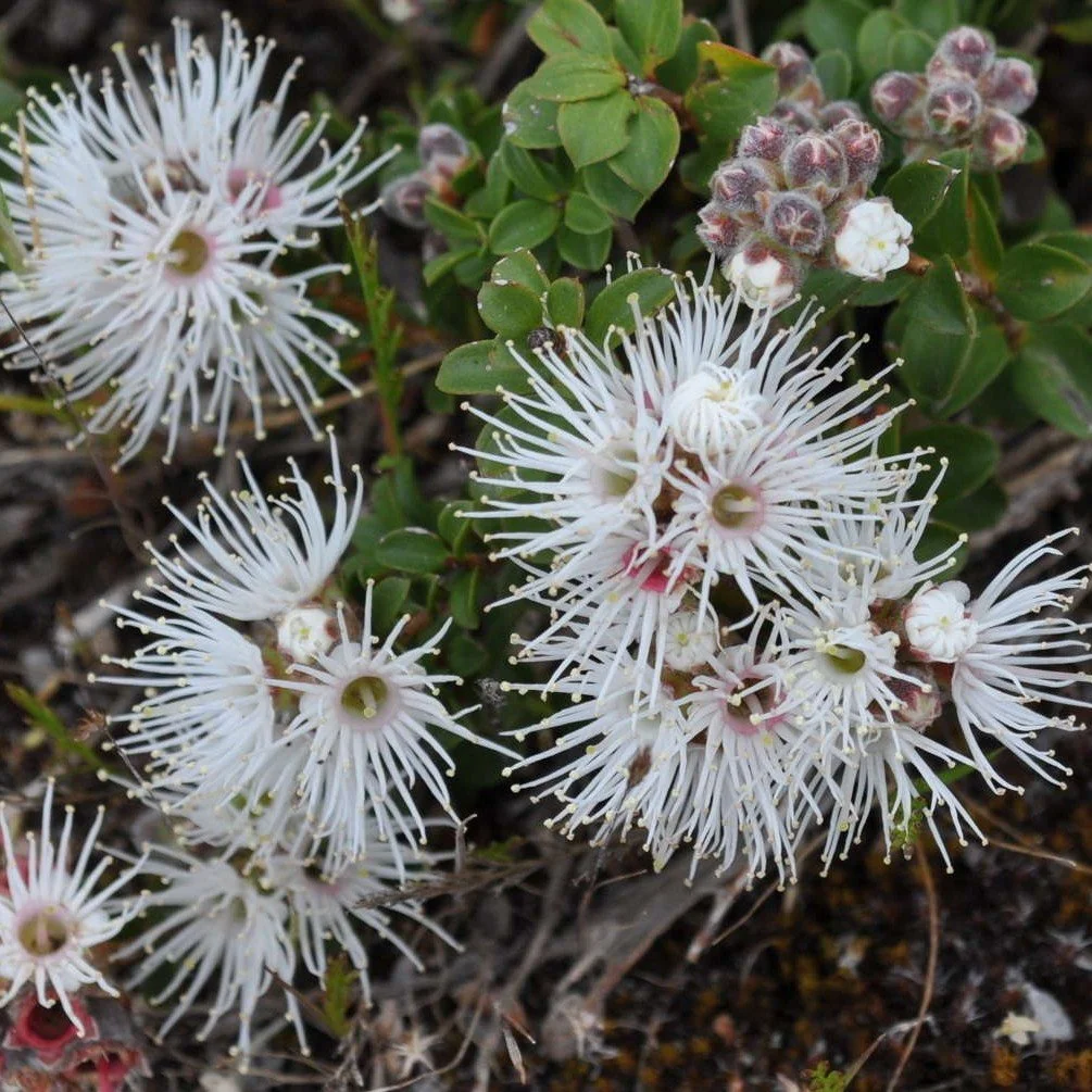 Kunzea pomifera flower.jpeg