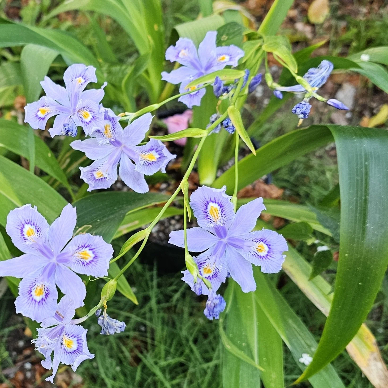 Iris confusa Martyn Rix.jpg