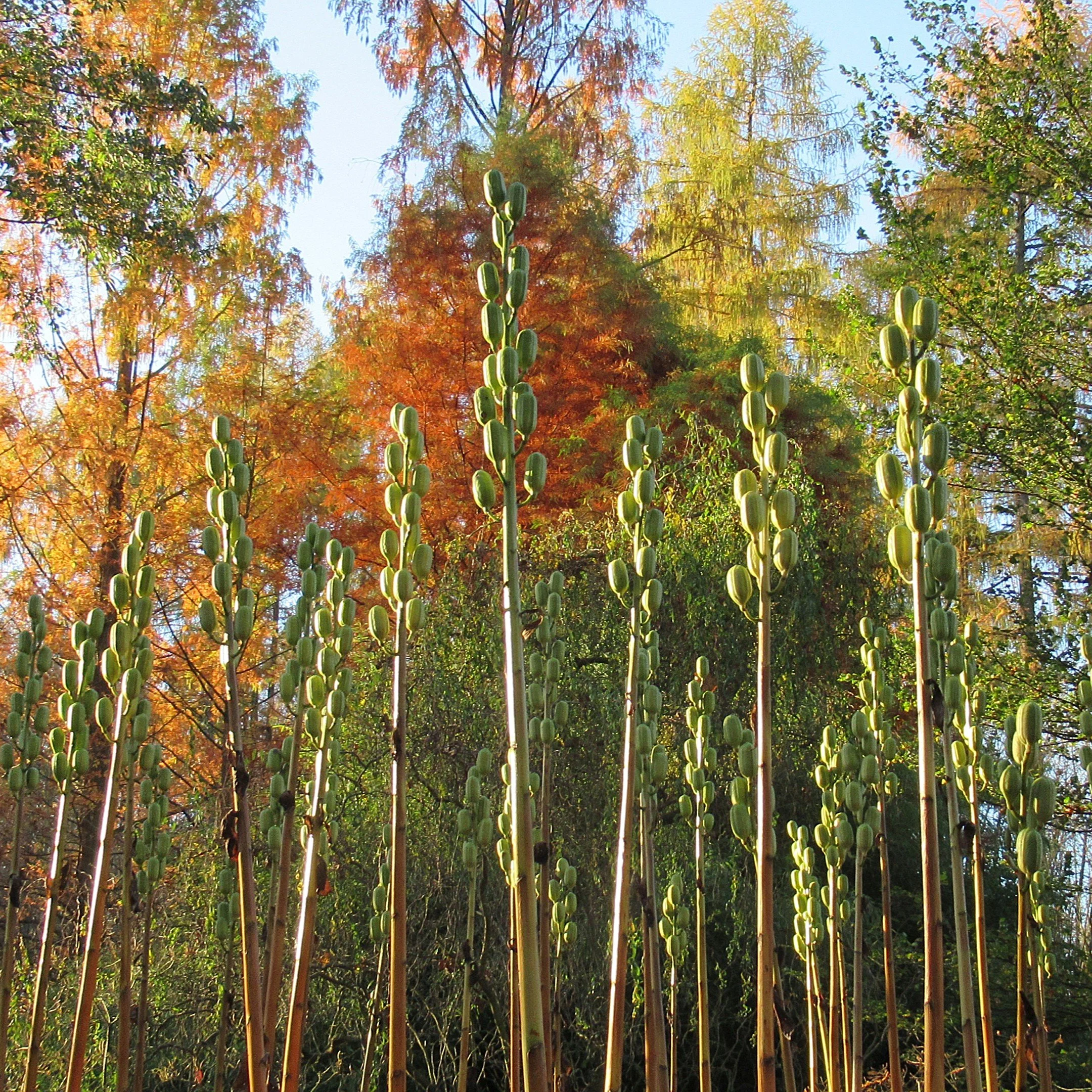 Cardiocrinum giganteum Seedheads.jpg