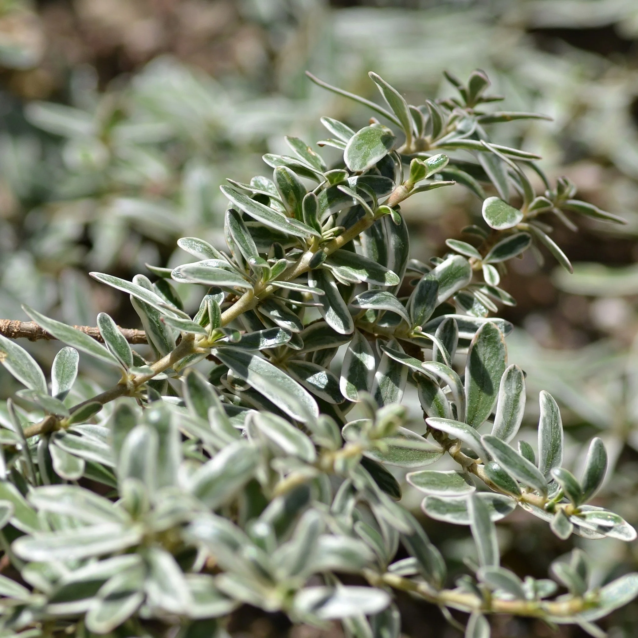 Creeping Mirror Plant