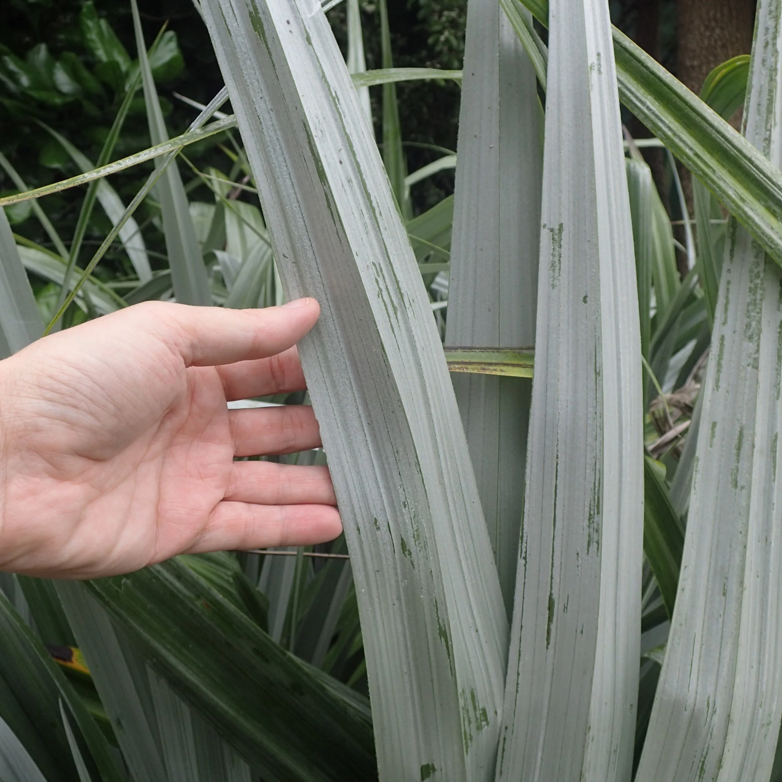Silver Spear Astelia Foliage.jpg