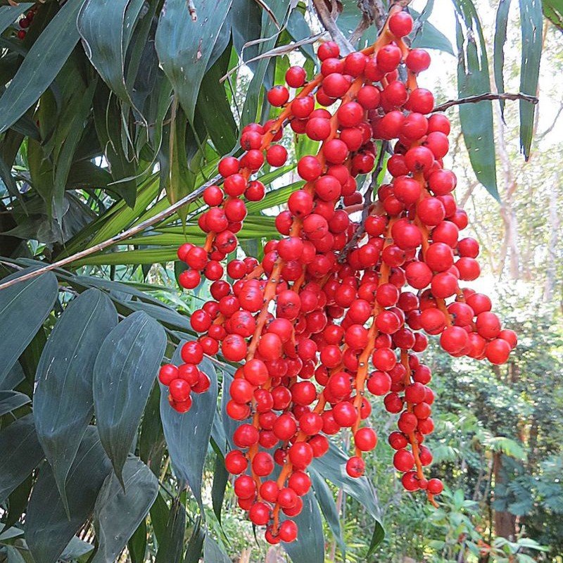 Chamaedorea microspadix fruit.jpg