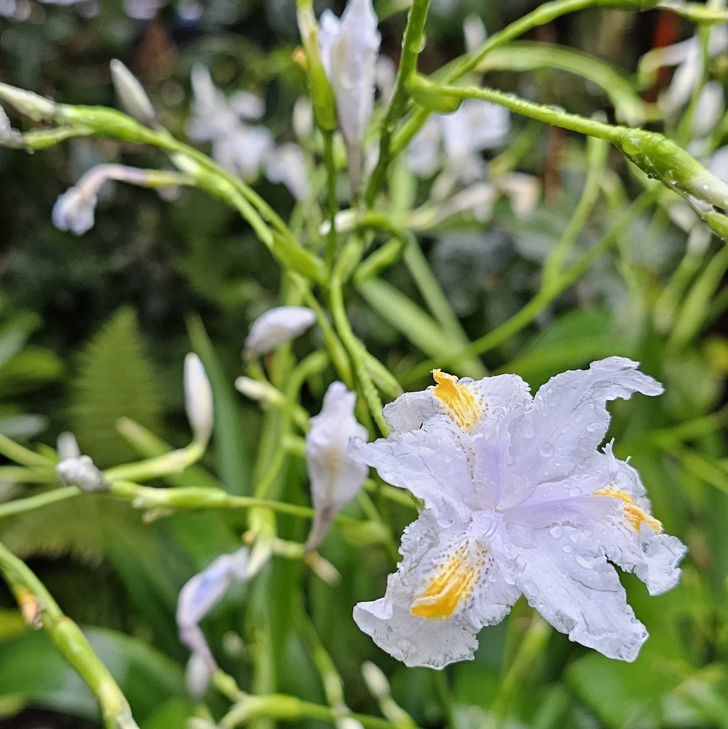 Bamboo Iris  Wanderlust Nursery