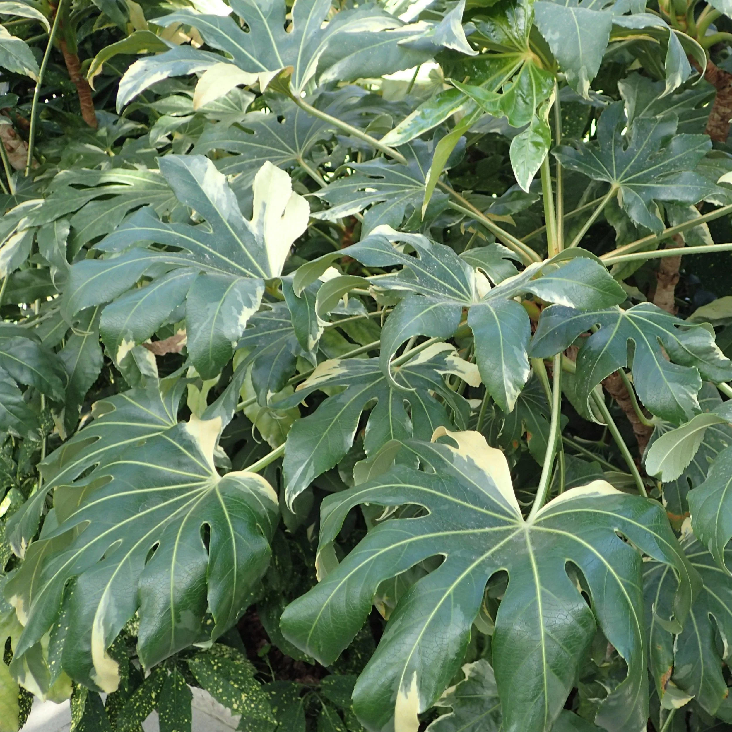 Fatsia japonica 'Variegata'.jpg