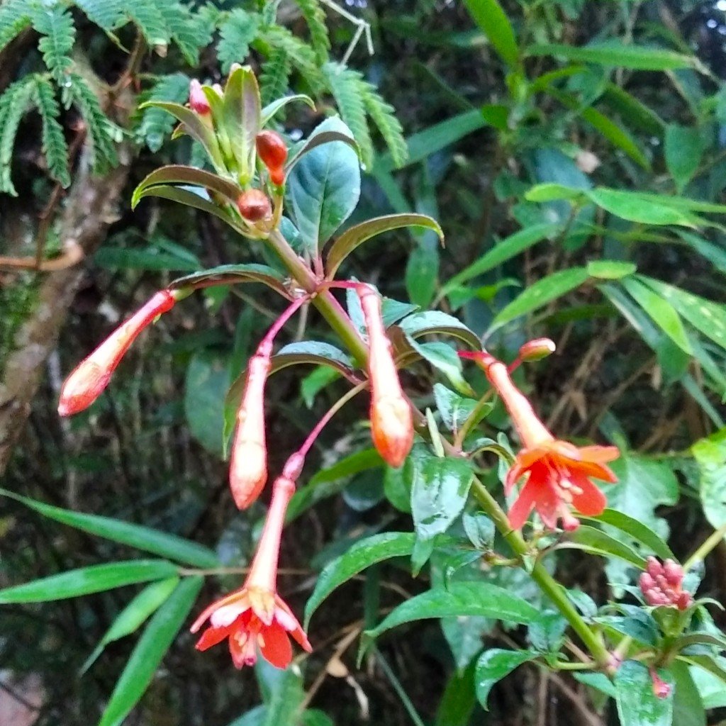 Fuchsia sanctae-rosae.jpeg