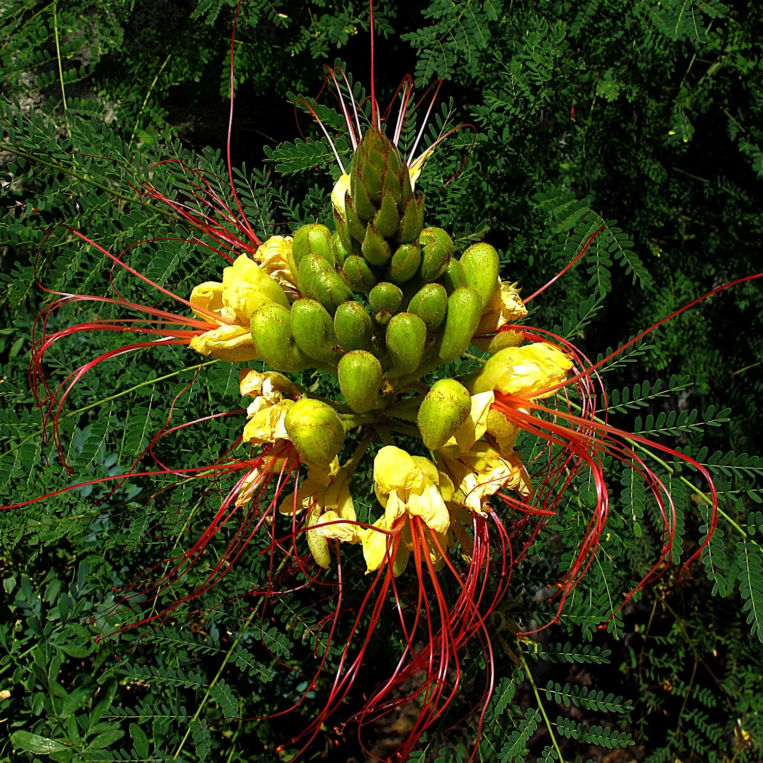 Does Desert Bird of Paradise Have Green Branches? Stunning Facts Revealed