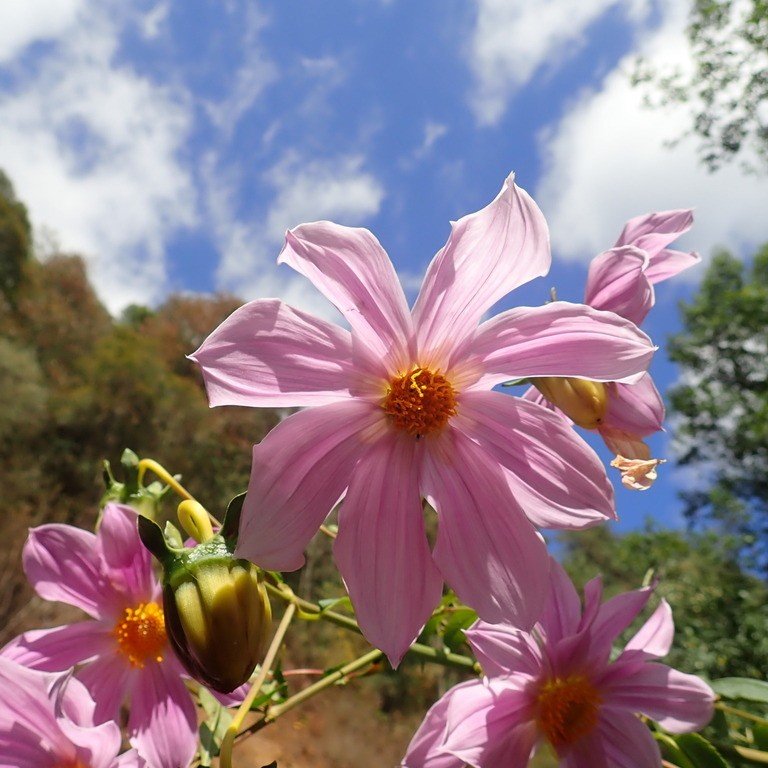 Everblooming Tree Dahlia 2.jpeg