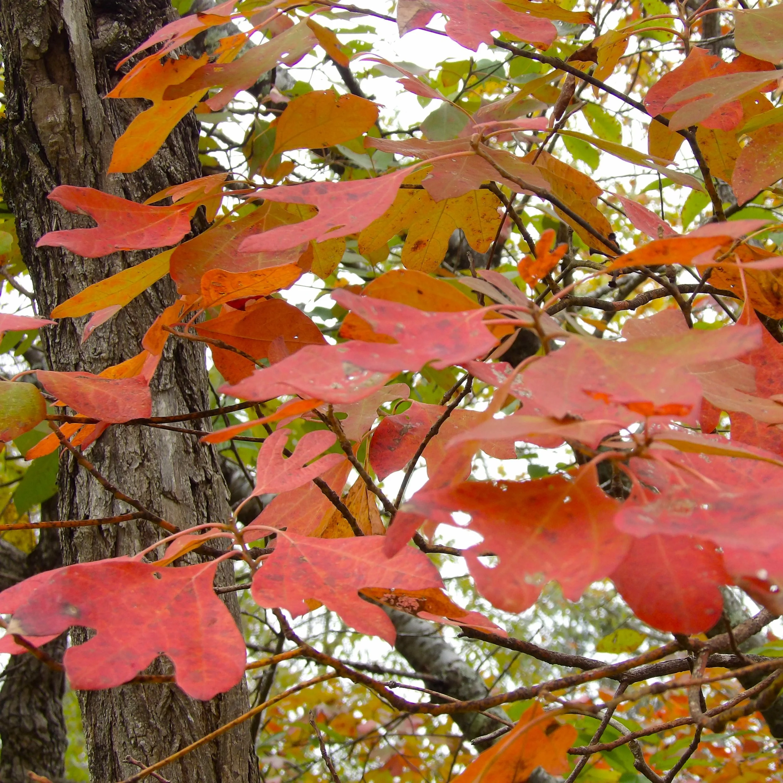 Sassafras albidum fall foliage.jpg