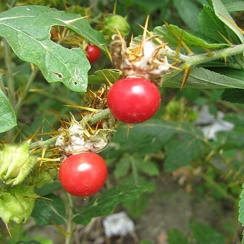Litchi Tomato Fruit 2.jpg