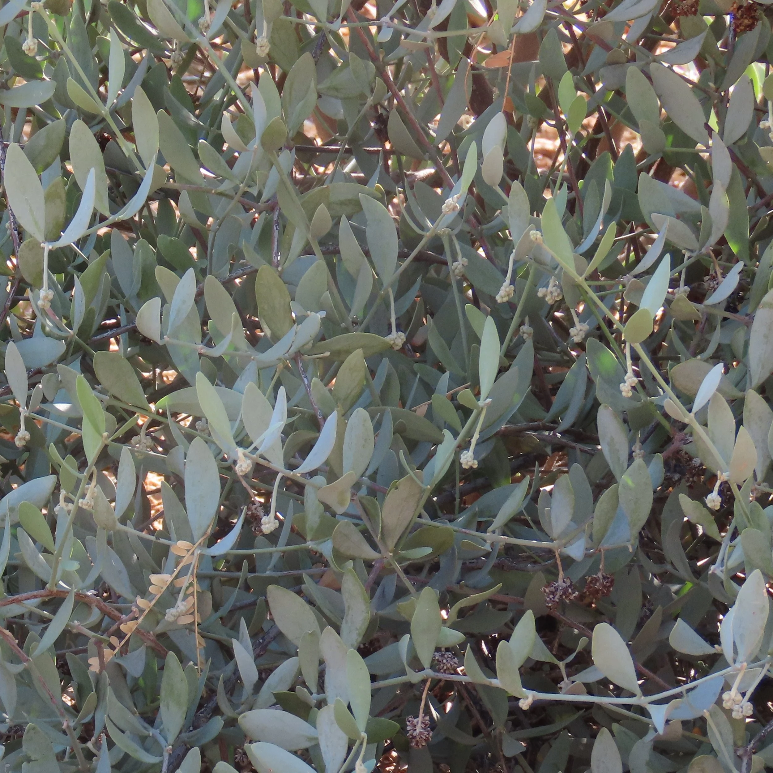 Jojoba foliage.jpg