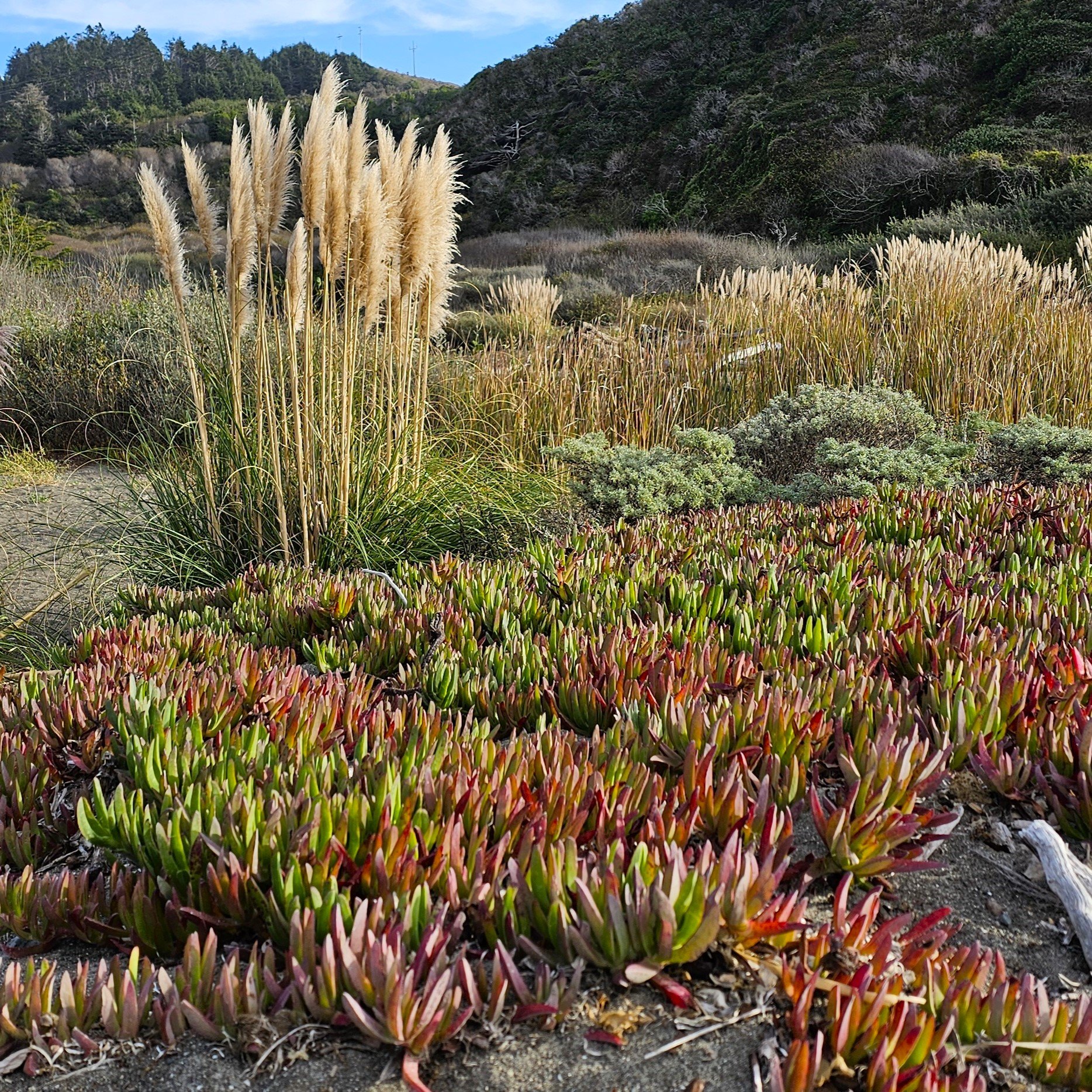 Carprobrotu edulis.jpg
