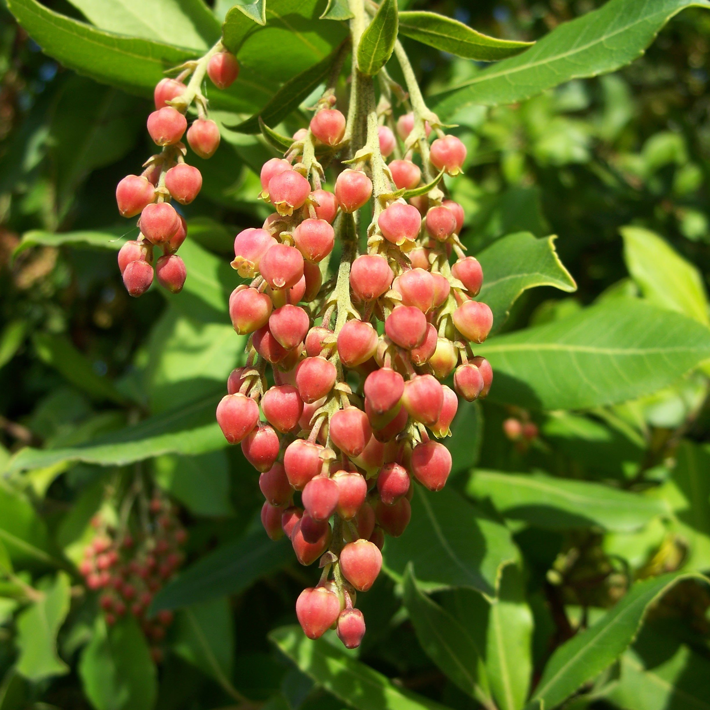 Pacific Madrone Flower.jpg