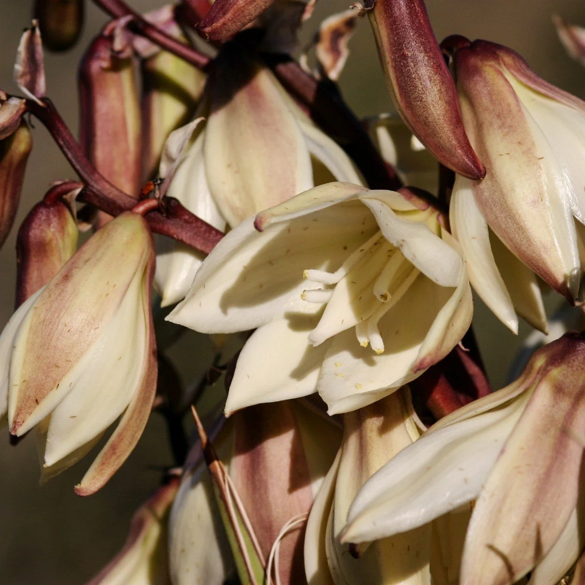 Yucca baccata Blossoms.jpg