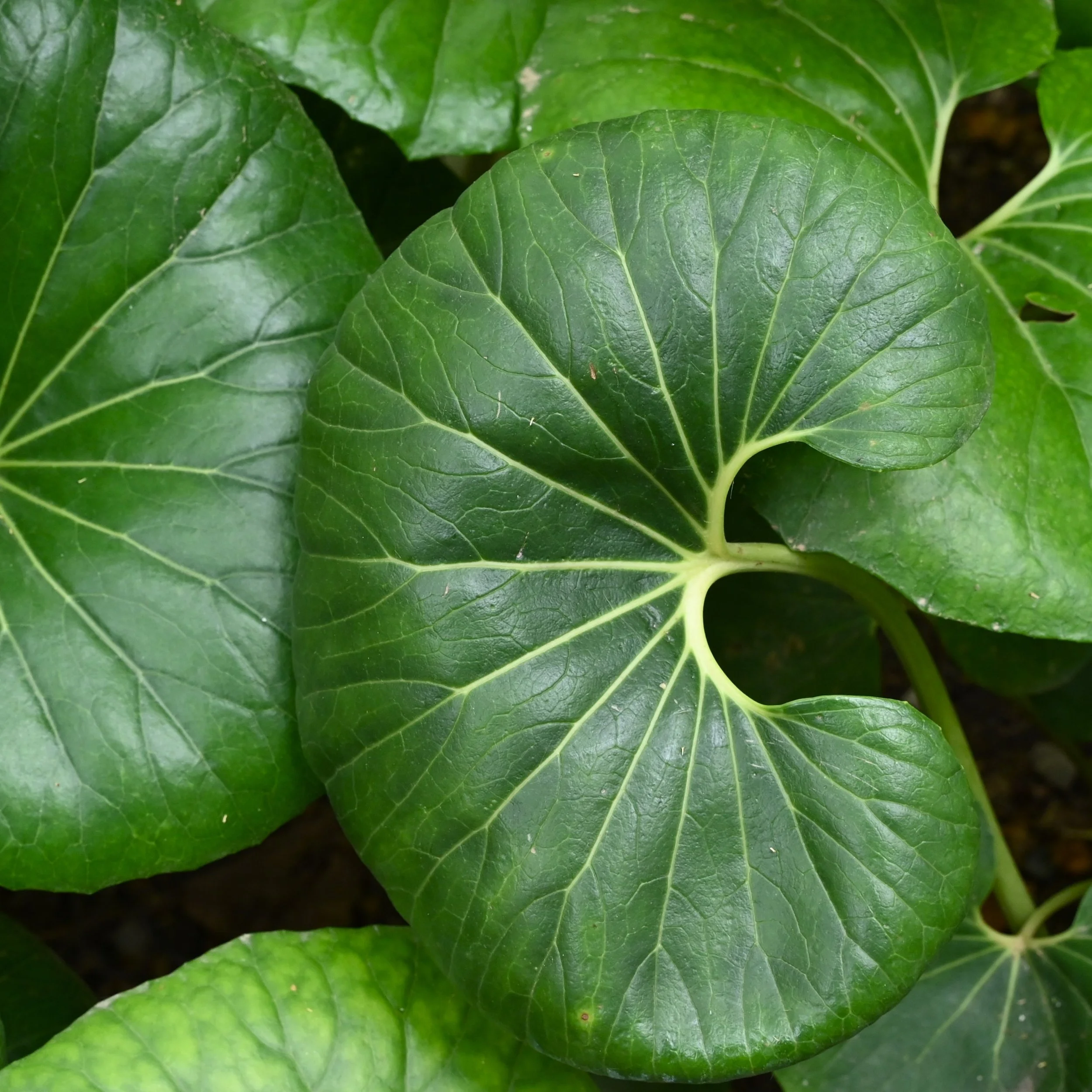 Farfugium japonicum.jpg