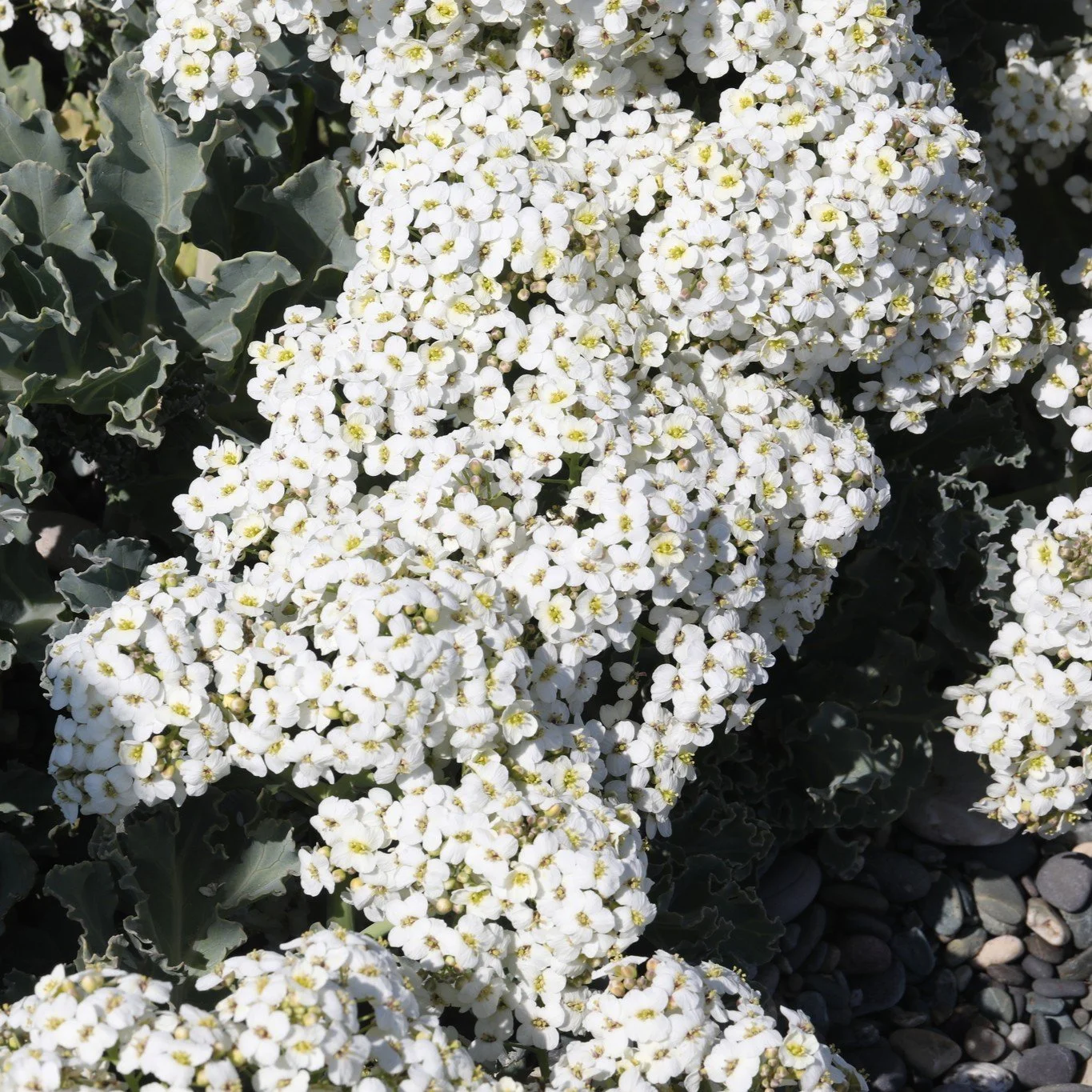 Sea Kale Flower.jpg