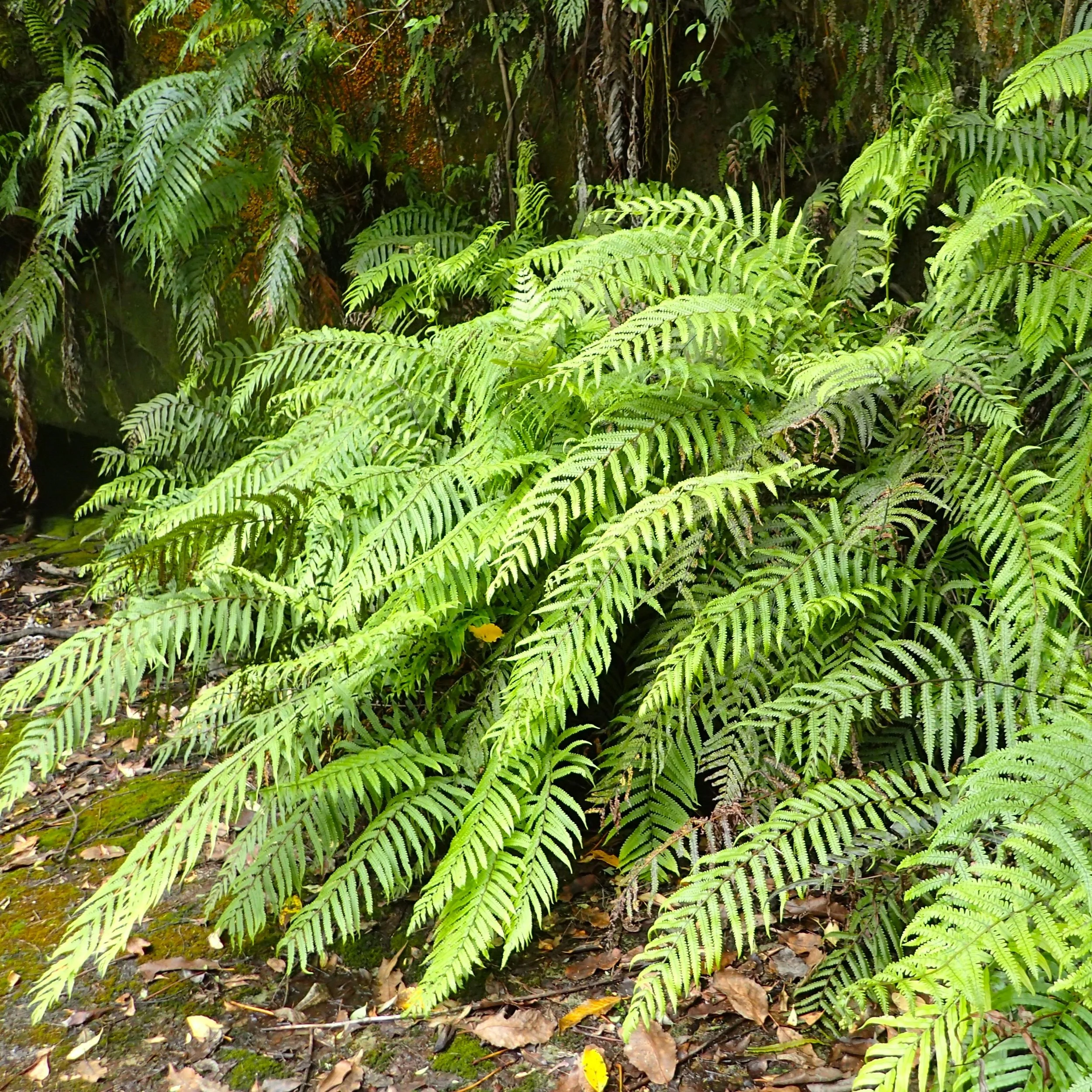 Parablechnum novae-zelandiae.jpg