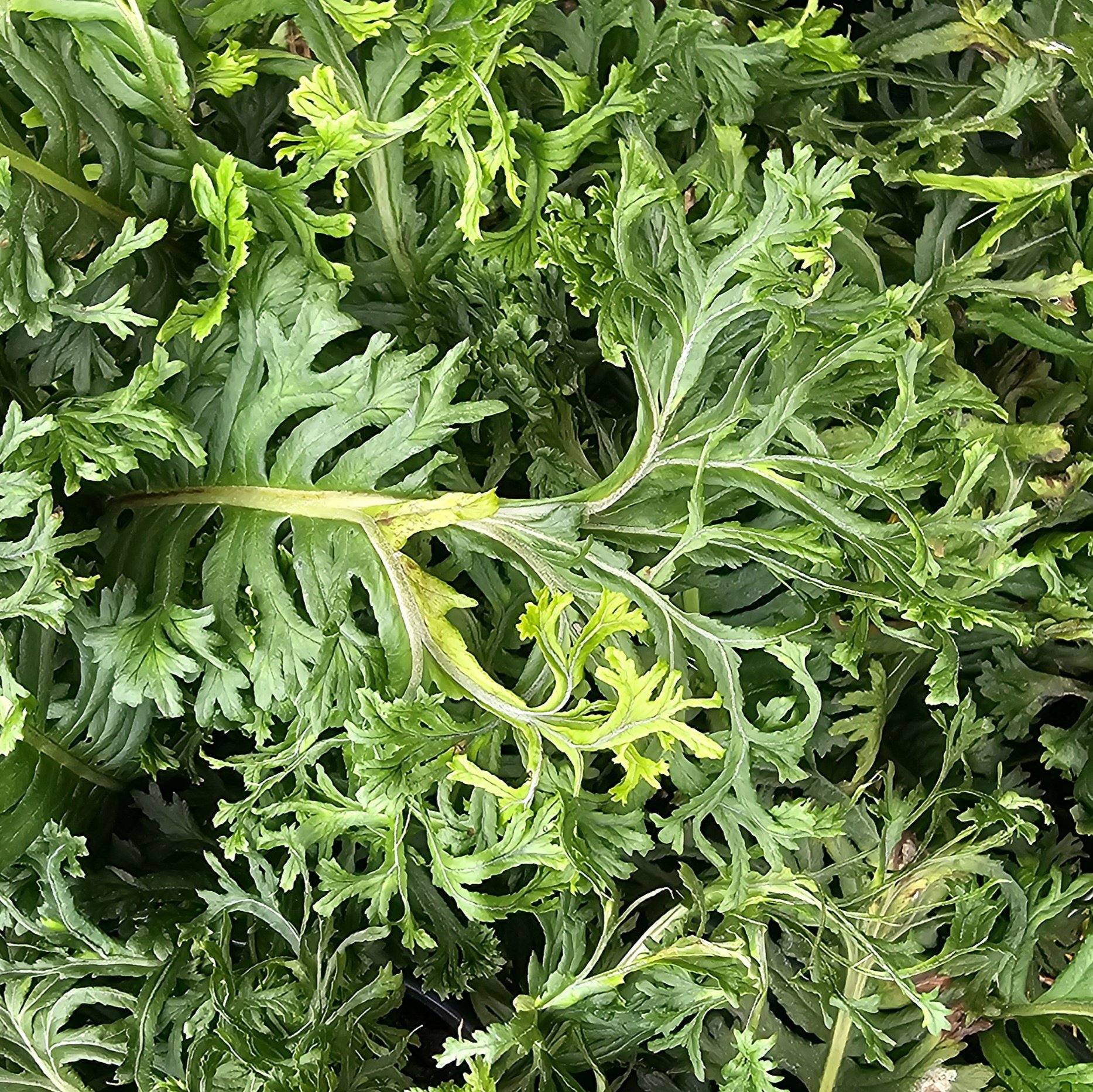 Polypodium glycyrrhiza 'Lawrence Crocker'.jpg