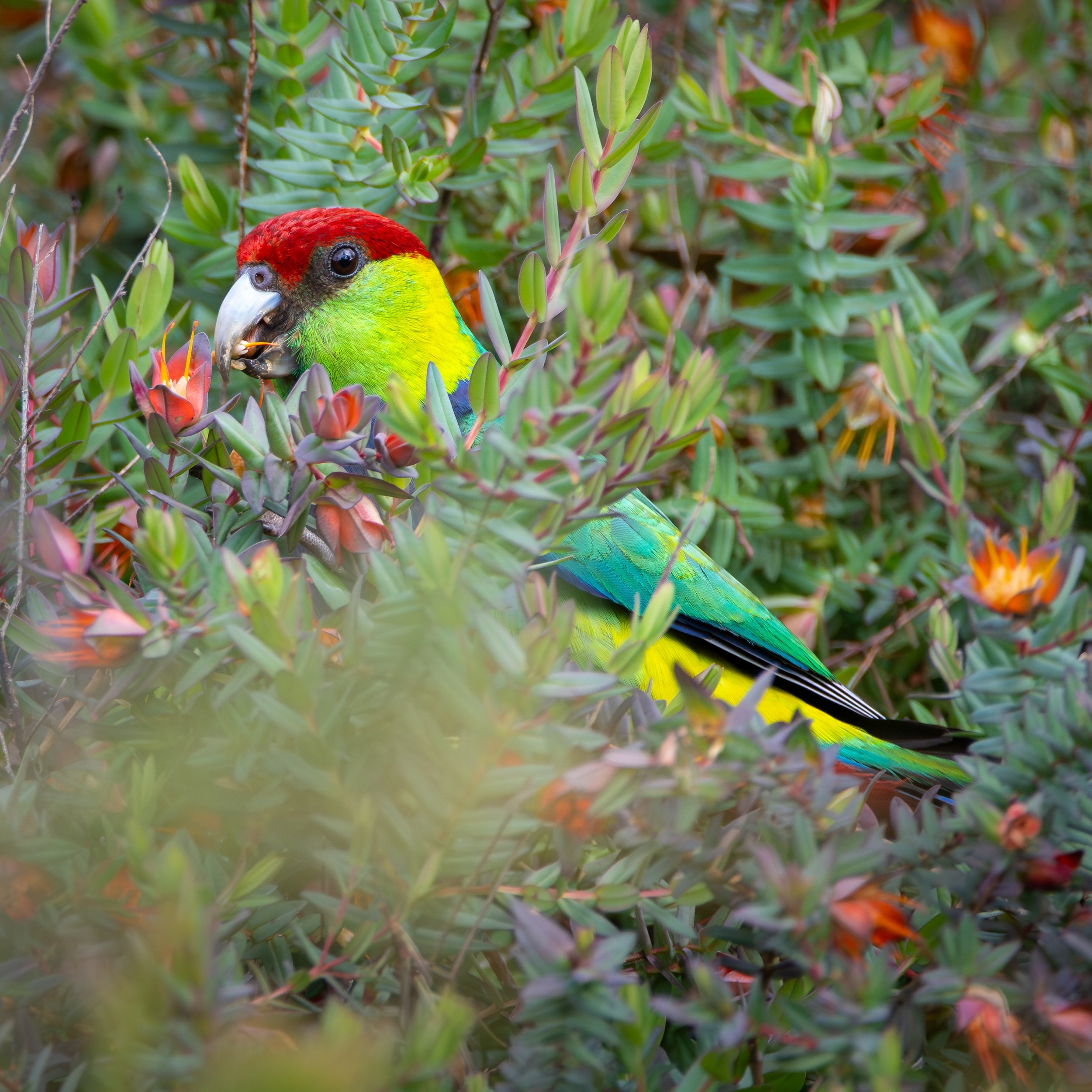 Red-capped Parrot in Lemon-scented Myrtle.jpg