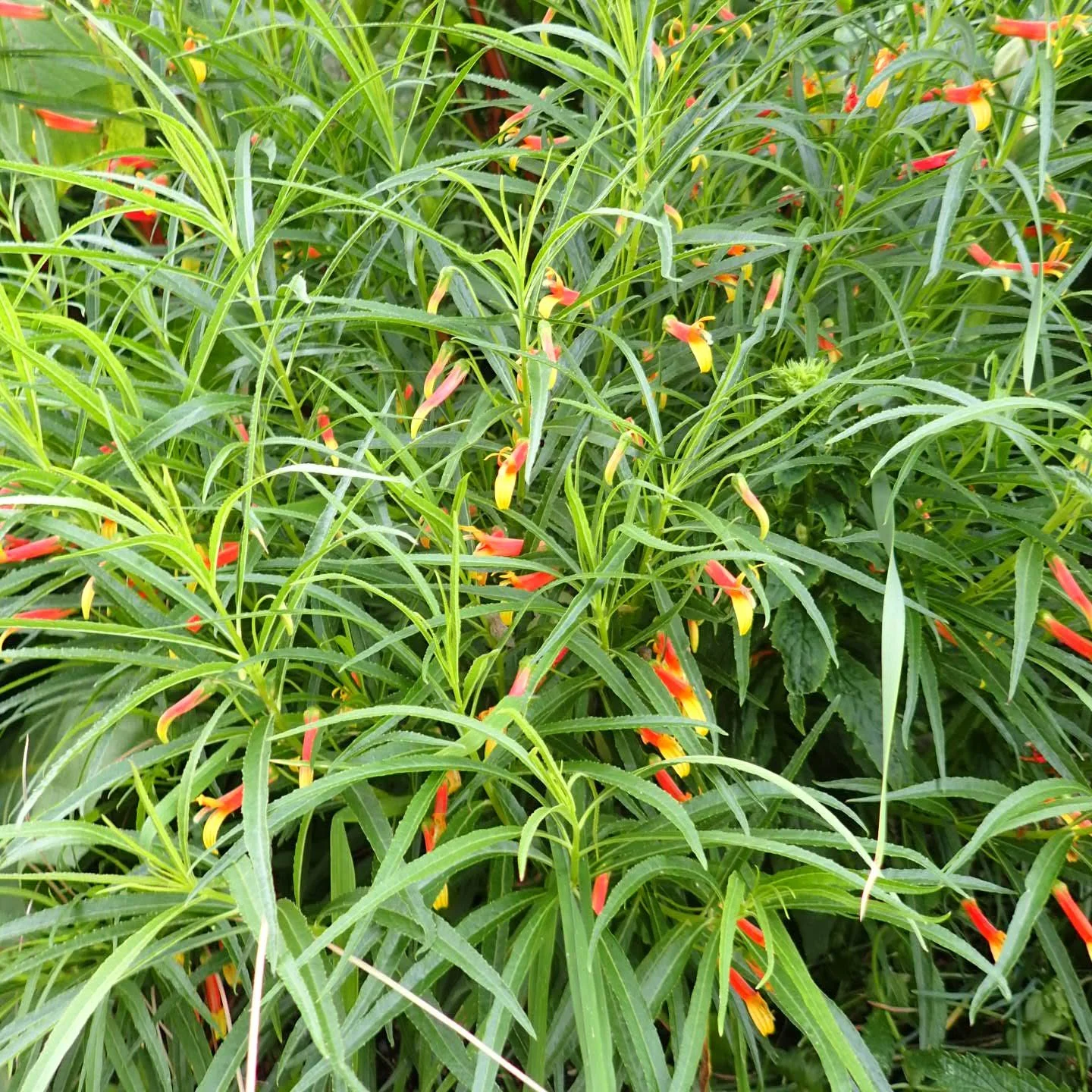 Lobelia laxiflora.jpg