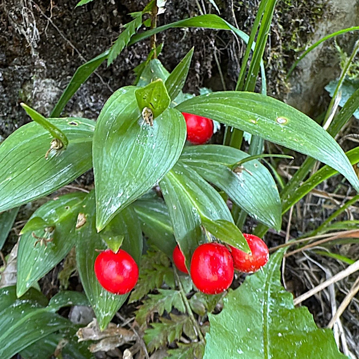 Butchers Broom Fruit.jpg