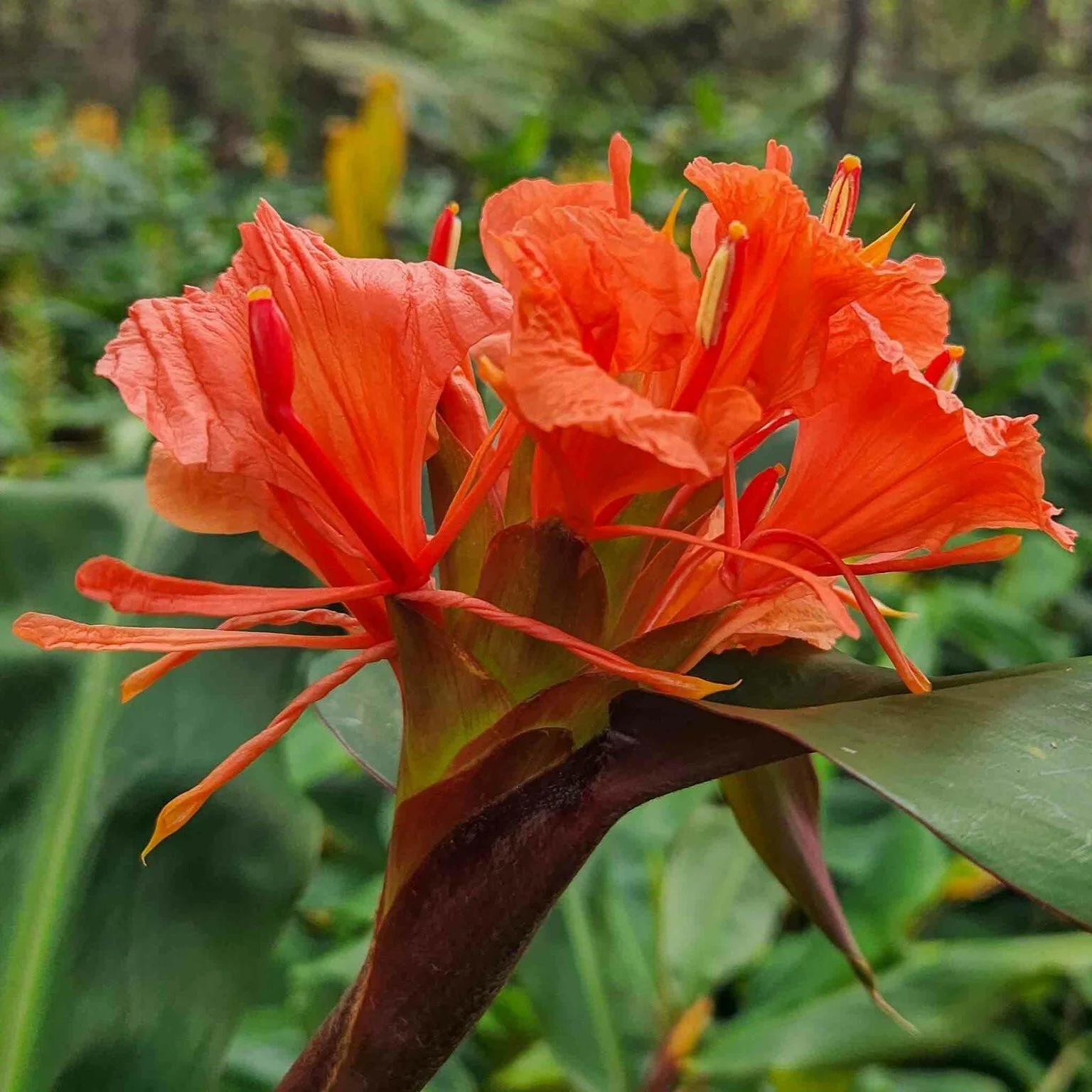 Red Butterfly Ginger Blossom.jpg