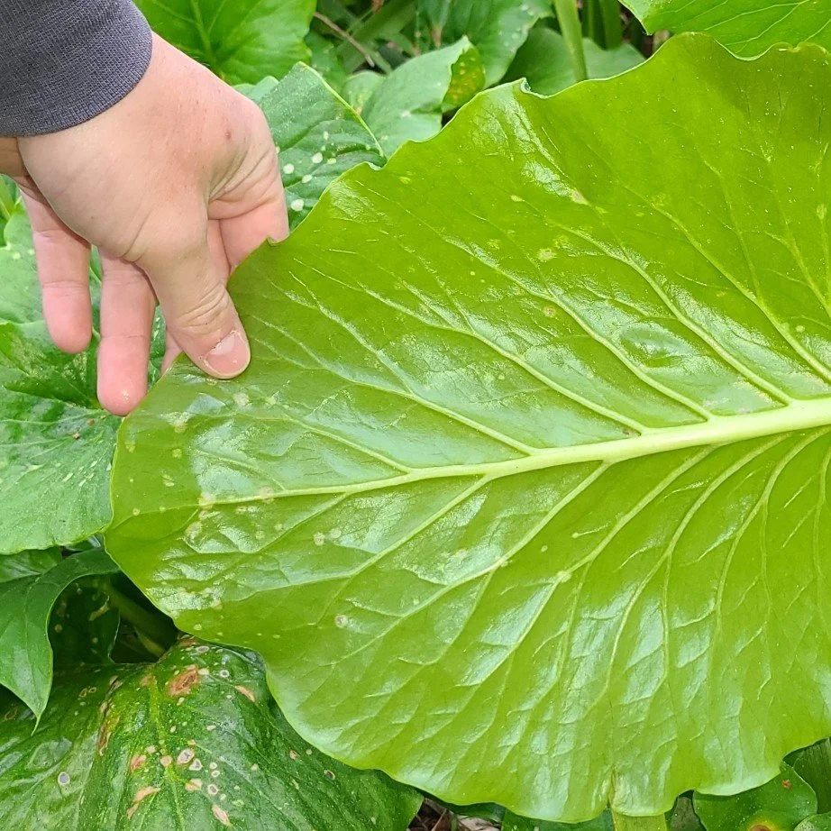 Giant Himalayan Leaves.jpeg