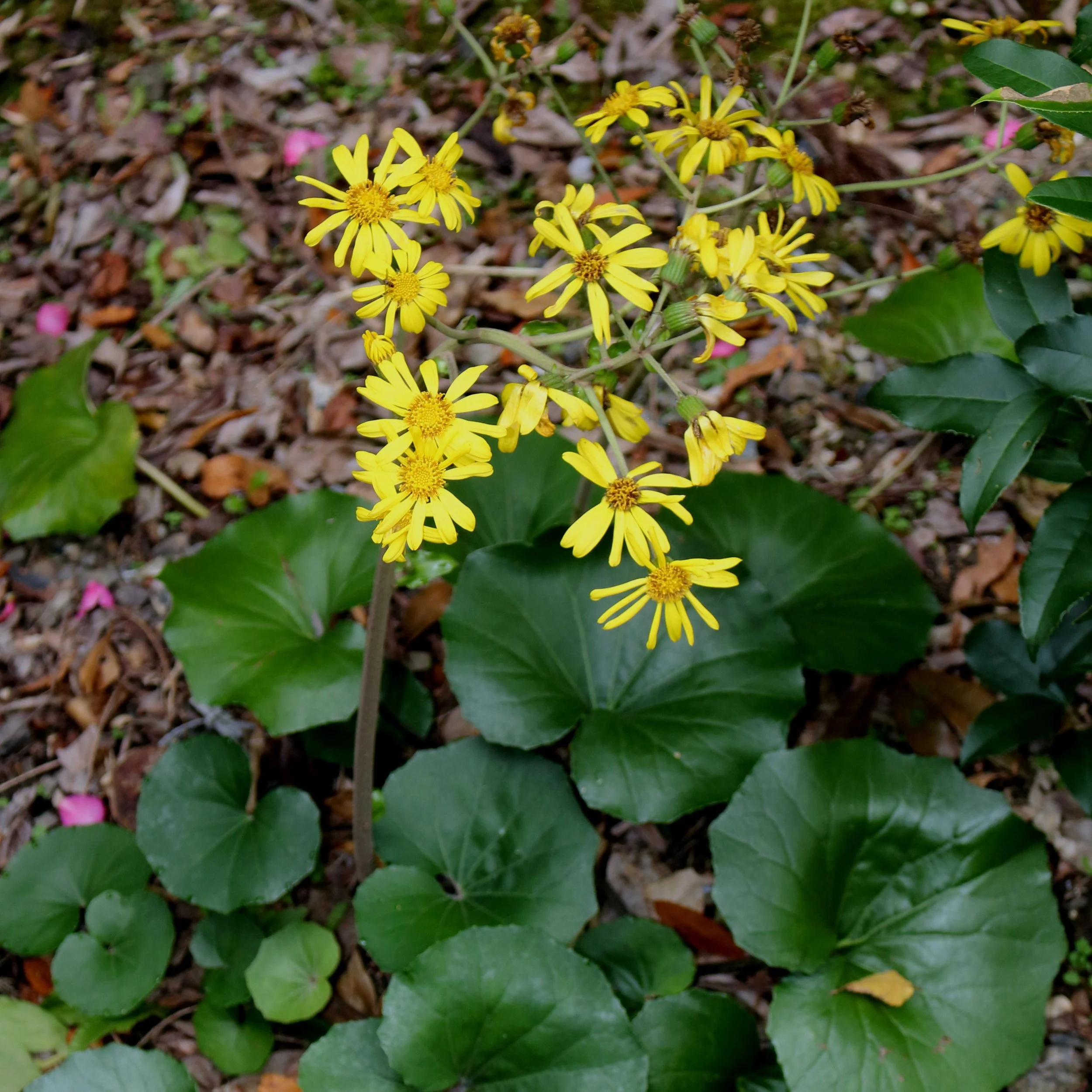 Farfugium japonicum flower.jpg