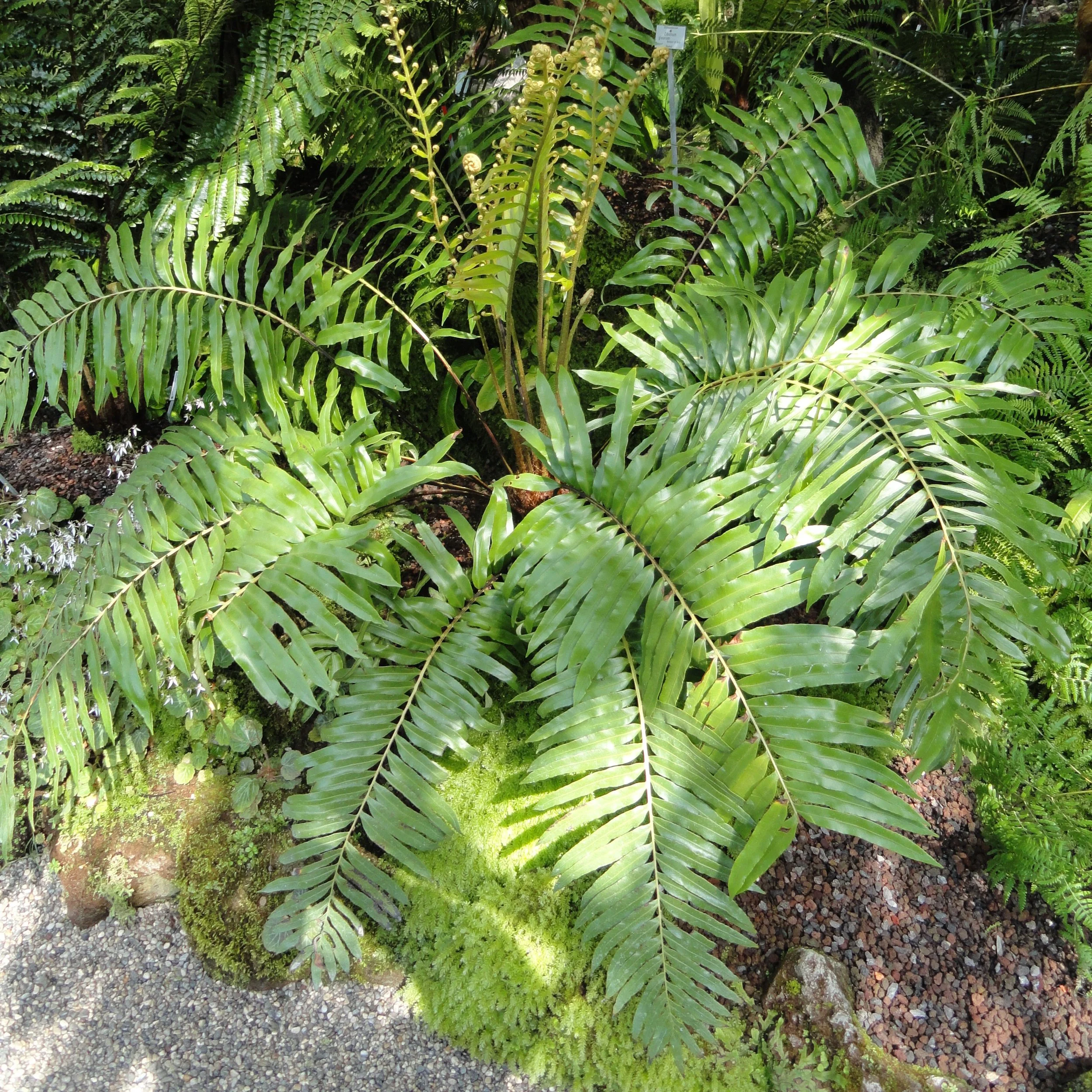 Blechnum tabulare Foliage.jpg
