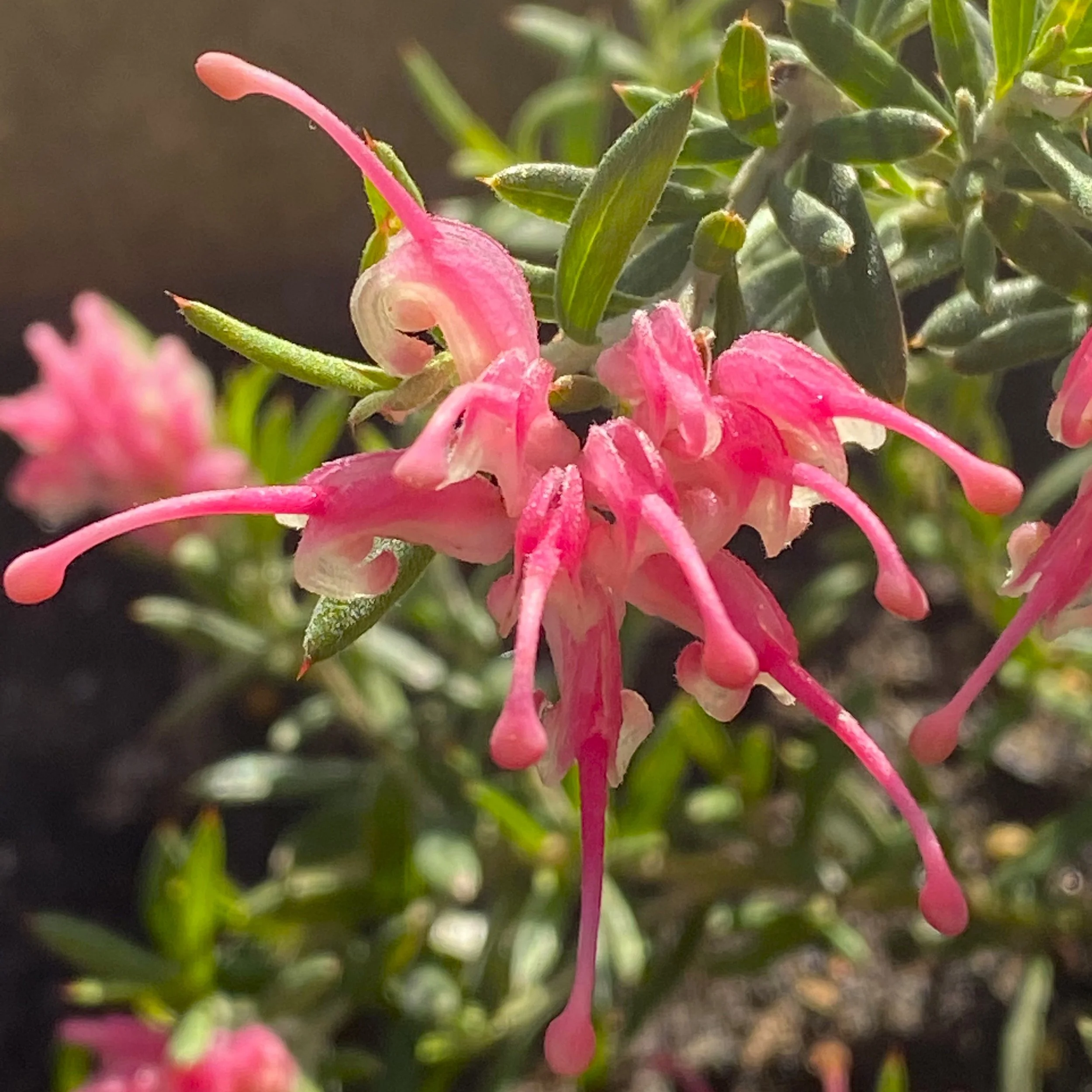 Grevillea Penola.jpg