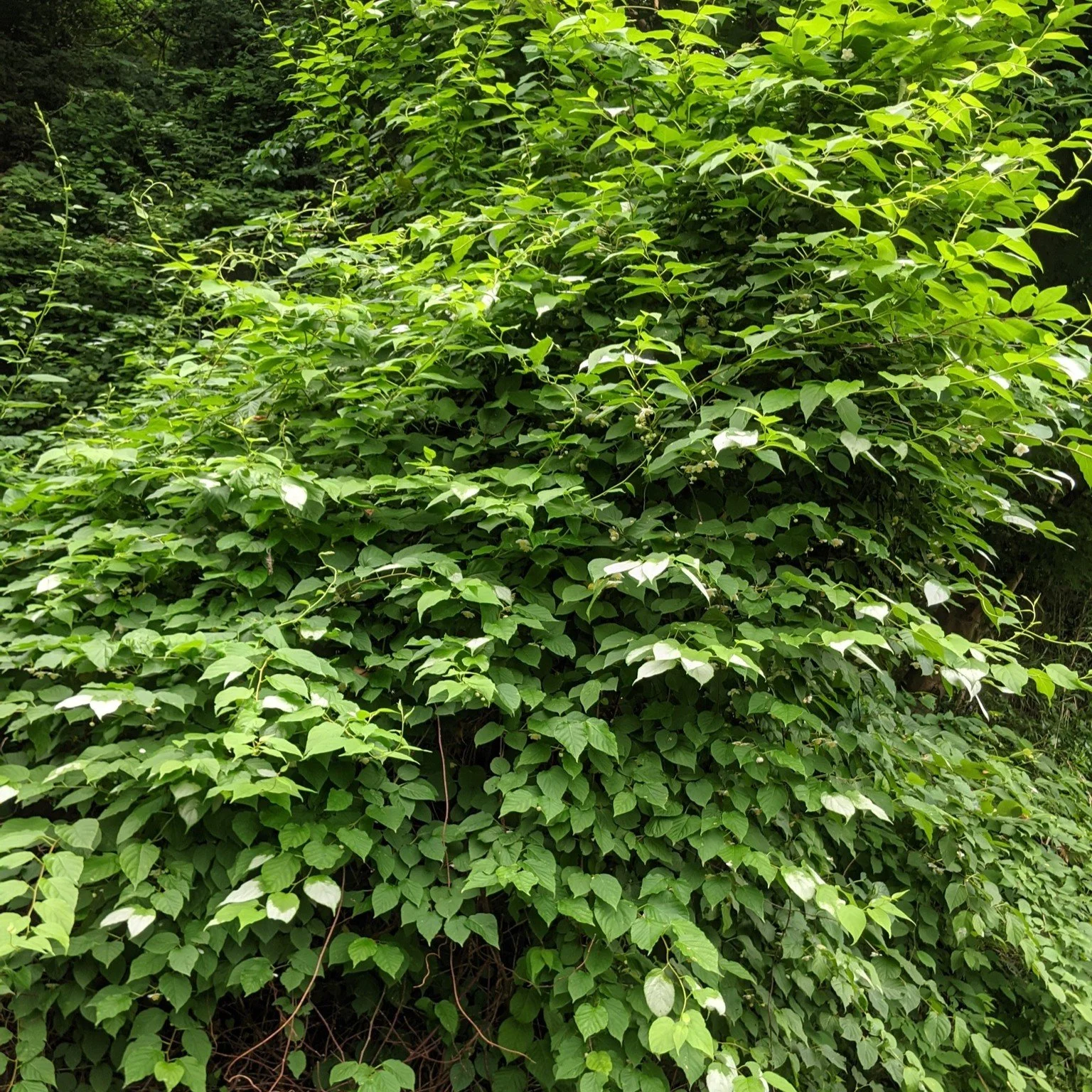 Actinidia polygama.jpg