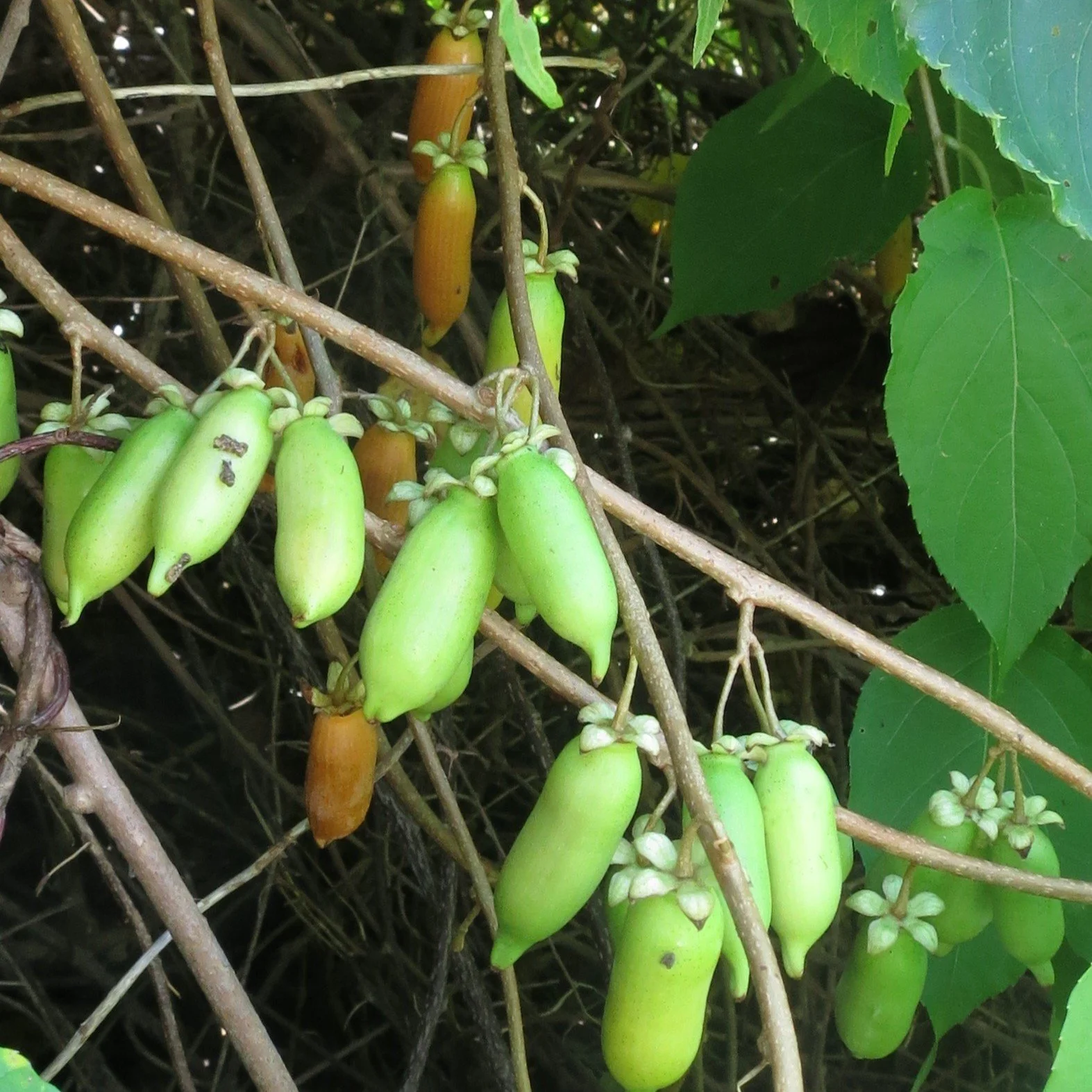Silver Vine Fruit.jpeg