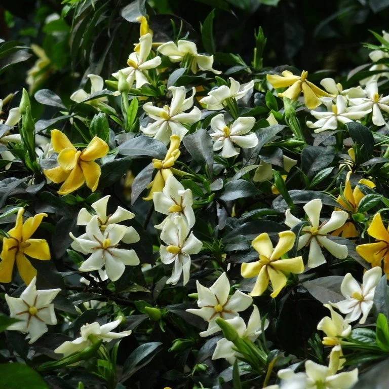 'Kleim's Hardy' Gardenia