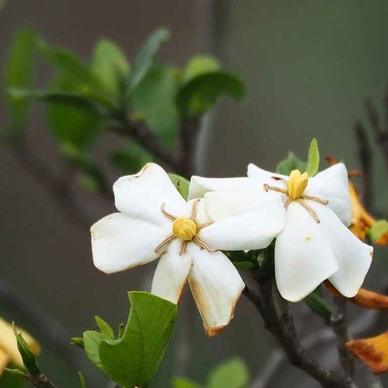 Garenia jasminoides.jpeg