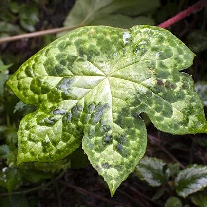 Podophyllum_Spotty_Dotty_Leaf.jpg