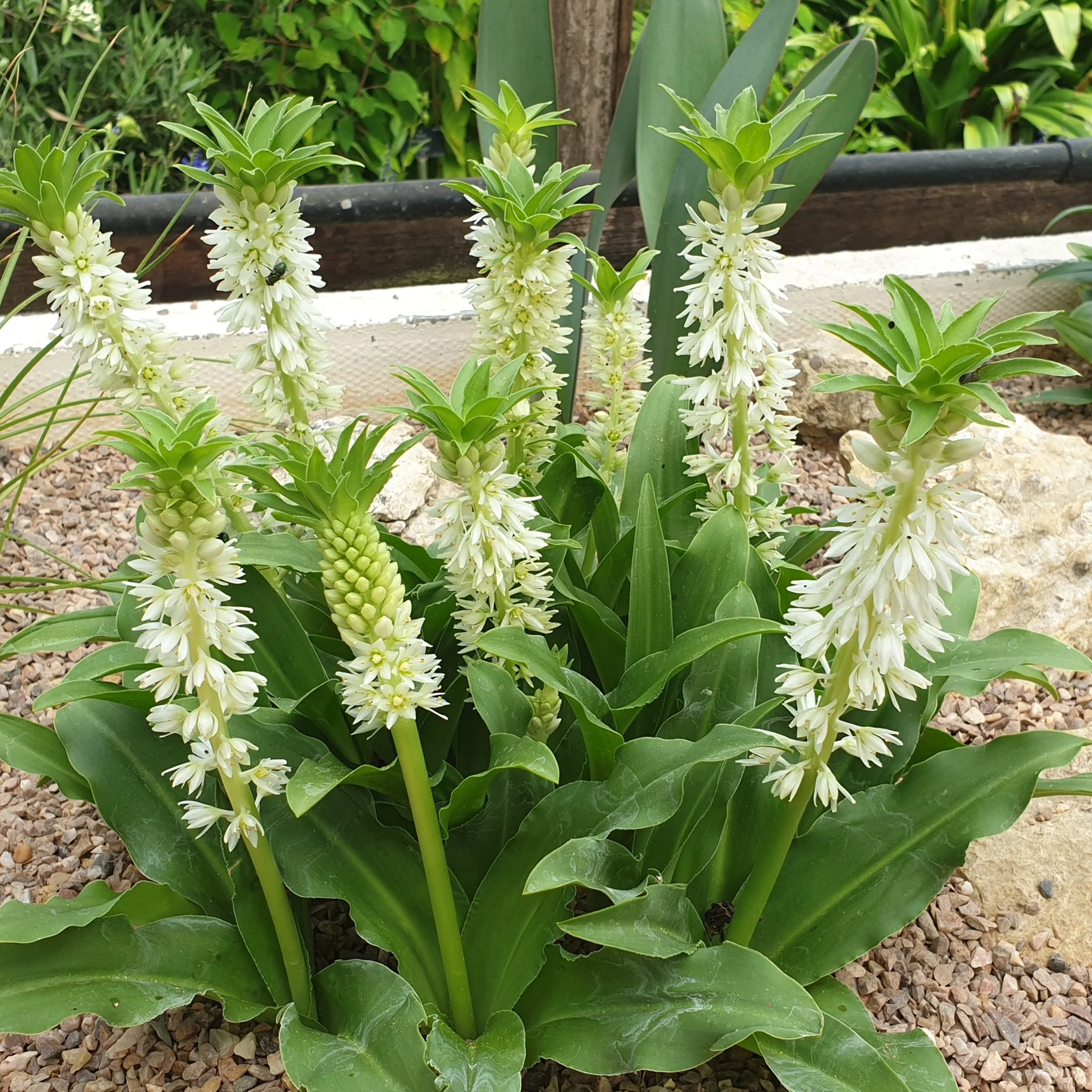 Eucomis autumnalis.jpg